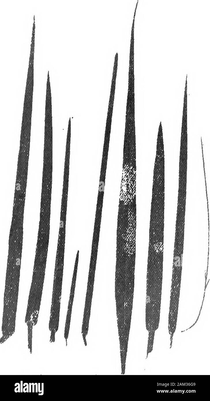Les herbes et les Britanniques leur emploi dans l'agriculture . généralement réparties presque également entre les deux sur-faces, comme par exemple dans la plupart des Poas, Dactylis, etc. Quand les crêtes et leurs rainures sont conspicuousabove intervenant, il est constaté que toutes les stomates sont situées sur la surface supérieure, comme dans ccespitosa Festuca ovina et Aira ; ou que le plus grand nombre sont sur la face supérieure que dans Lolium sp.,et Cynosurus cristatus. Chez les espèces à l'stomataare côtes marquée situé sur les pentes inférieures de ces crêtes, et sont même parfois en coulé dans le tissu de la chlorophylle. La plupart des graminées en th Banque D'Images
