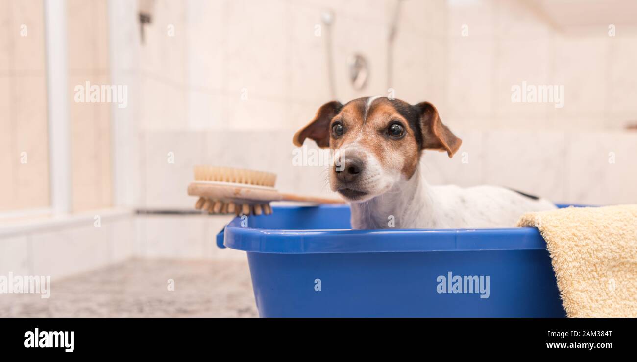 Joli petit chien dans une baignoire bleue, Jack Russell Terrier Banque D'Images