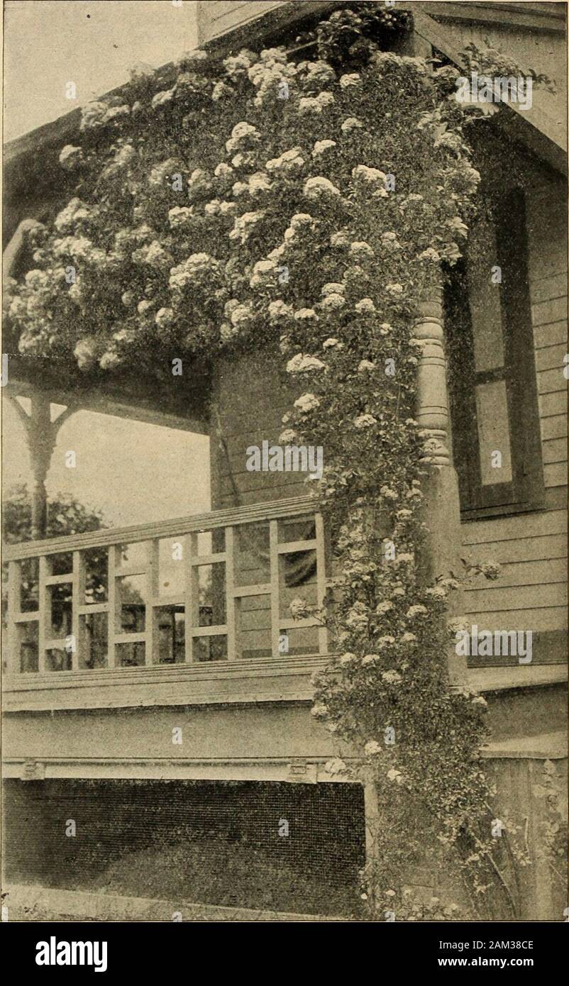 Catalogue des fraises, Hollande bulbes et spécialités : l'été et l'automne 1899 . 14 ELLIVANGER & BARRYS DE CATALOGUE. CRIMSON RAMBLER ROSE. À partir de la photographie d'un bush trois ans après la plantation. La meilleure rose nouveauté de ces dernières années. STRAIVBERRIES, HOLLANDE BULBES, ETC. 15 Crimson Rambler-la merveilleuse Rose japonais, de loin les plus importantes et précieuses années d'acquisition ofrecent. La Crimson Rambler est incontestablement une acquisition, une nouveauté de premier ordre,et le plus distinct dans ses caractéristiques. Il s'agit d'un courir ou grimper de rose,habitude énergique et forte croissance rapide, avec de beaux shin Banque D'Images