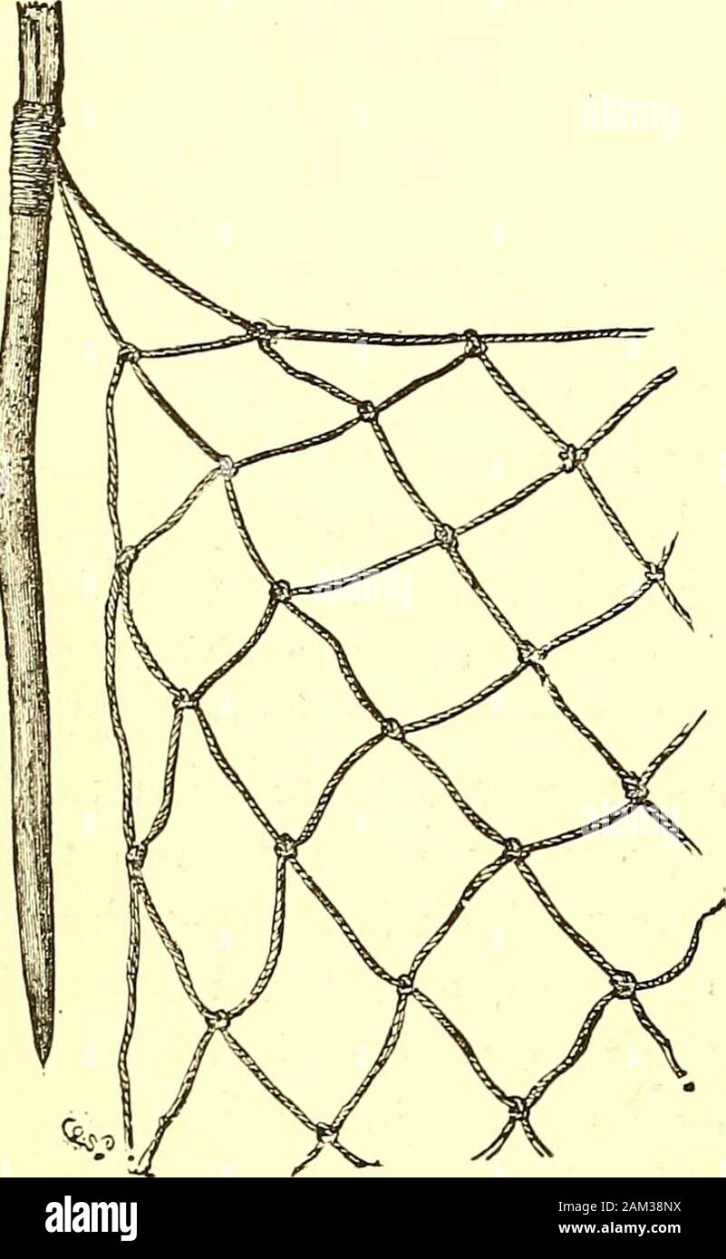 Chez les cannibales ; un compte de quatre années de voyages en Australie et la vie des camps avec les aborigènes du Queensland ; . yis plus fertile, et l'grassis si haut qu'il est difficiles obtenir par lui. Sur thismoist forestsof terre croître ensemble le {Pandaims vis-palm^p. 95). Le pays alto-gether n'a pas l'air si sec asfarther swampsexist sud ; petit ici et là, et souvent brooks croisés chemin. J'ai trouvé moins d'oiseaux dans ce pays que j'utiliséspour voir ailleurs en Australie. Et je n'ai jamais rencontrer dans thebottoms d'Herbert river valley avec ces oiseaux qui font partie seemto indissociablement à une fille au Banque D'Images