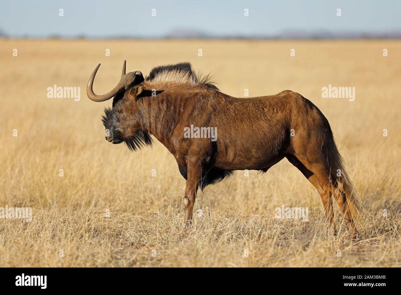 Un gnou noir (Connochaetes gnou) dans les prairies ouvertes, Mokala National Park, Afrique du Sud Banque D'Images