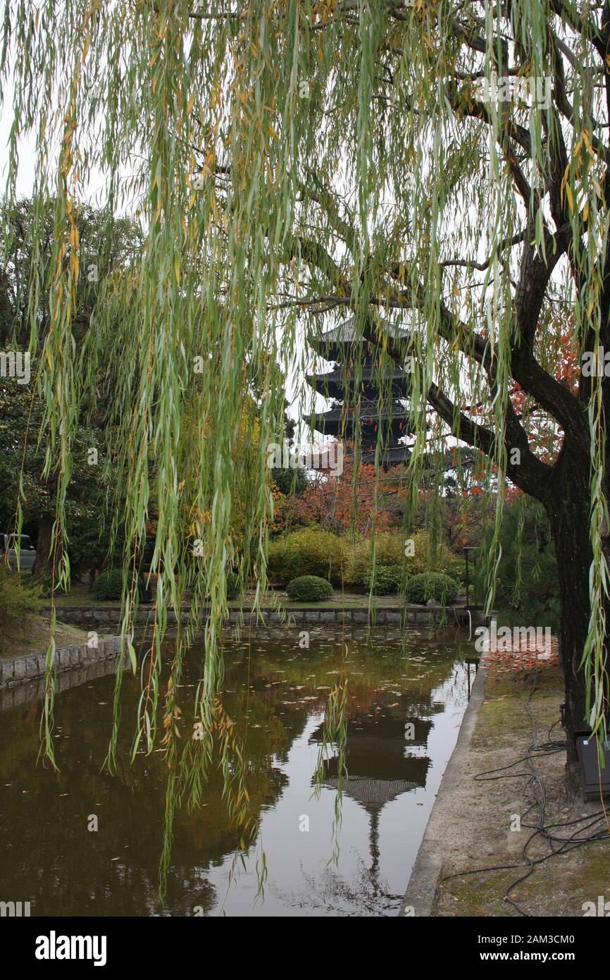 Arbre de saule avec le temple Toji à la distance. Kyoto, Japon. Novembre 2019 Banque D'Images