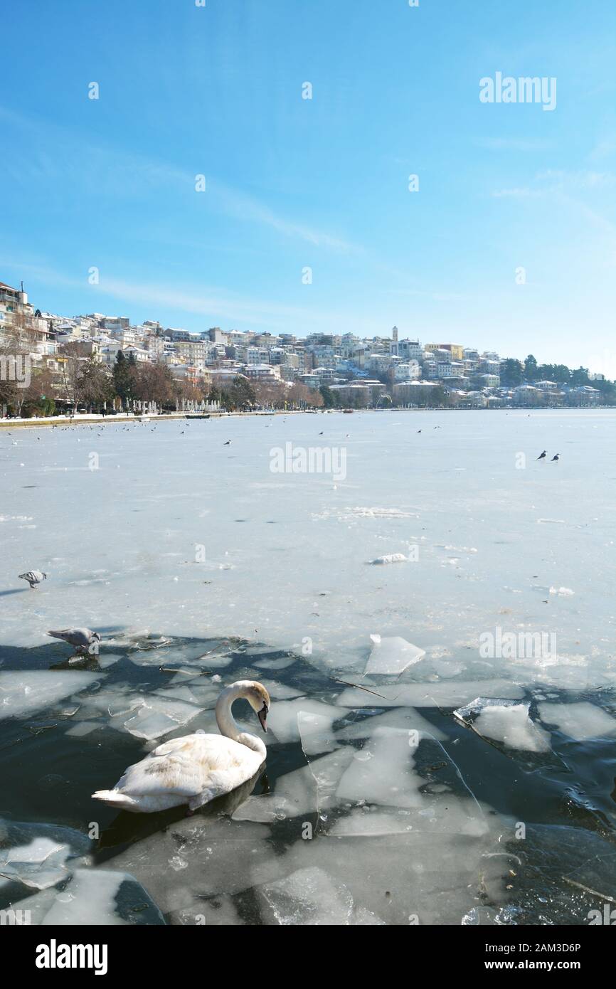 Un jeune cygne dans les eaux glacées du lac Orestiada à Kastoria, en Grèce Banque D'Images