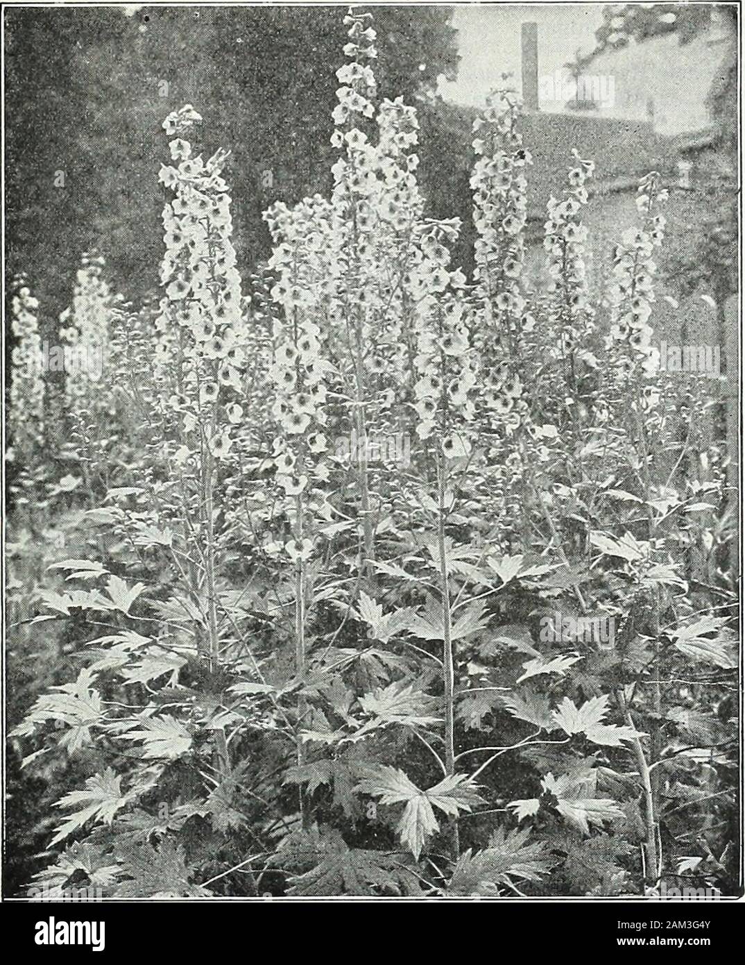 Farquhar's garden : annuel 1922 . Canterburj Cloches, Campanula médias. (Voir la page ISO.) R. et J. FARQUHAR Company, Boston. Les plantes vivaces. 123. Farquliars Delphinium hybrides. LARKSPURS DELPHINIUMS ou Hardy. Gagnant du Prix Fapquhaps souche. Ces im- douz. loo prouvé hybrides, avec leur grand, beau, pointes arevery efficace lorsque plantés dans la frontière herbacées,en groupes. Les plantes sont de forte croissance, withenormoiis épis de grandes fleurs, les couleurs à l'extérieur,Ught à bleu foncé $6,00 $45,00 Farquhars hybrides. Formasses seigneuriale plantes décoratives, les lits et les mottes ; fleurs allant dans colorsfrom Banque D'Images