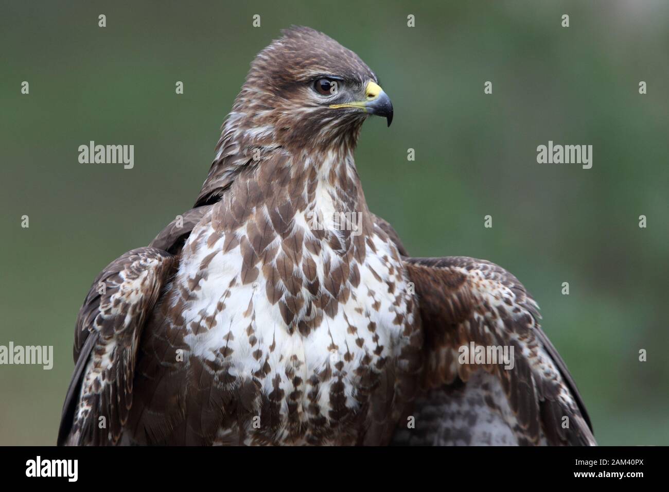 Buzzard commun avec les dernières lumières du coucher du soleil. Buteo buteo Banque D'Images