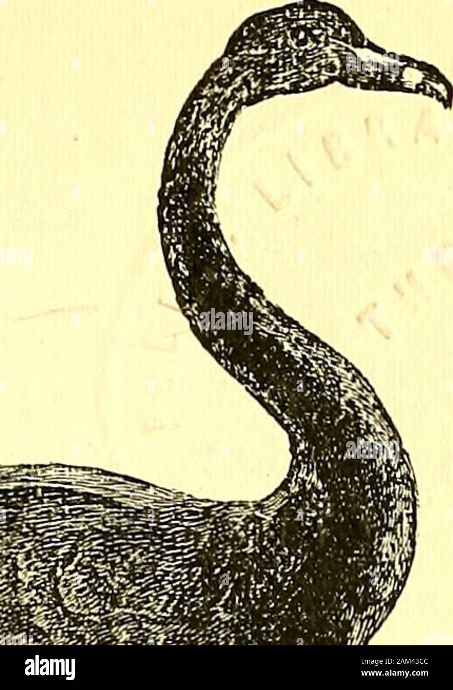 Chez les cannibales ; un compte de quatre années de voyages en Australie et la vie des camps avec les aborigènes du Queensland ; . Ax cristalline des pics des bas dans le Queensland central . 335d'une lance à partir de la côte du Queensland central . 335 King Billy de Gracemere avec son .Gin (femme) . 337 Filles de civilisé aux environs de Townsville . .341 Les personnes âgées solitaires, les Autochtones du quartier de Townsville ....... 344 de la Police des Autochtones de se disperser les Noirs . .. Pour faire face à la page 348 cuisiniers Monument à Sydney ..... 356 Un grand combustibles Sea-Shell à partir de l'ouest du Queensland {Inoceranuts rnaxivnis) .",..... 3^7 feuilles, Banque D'Images