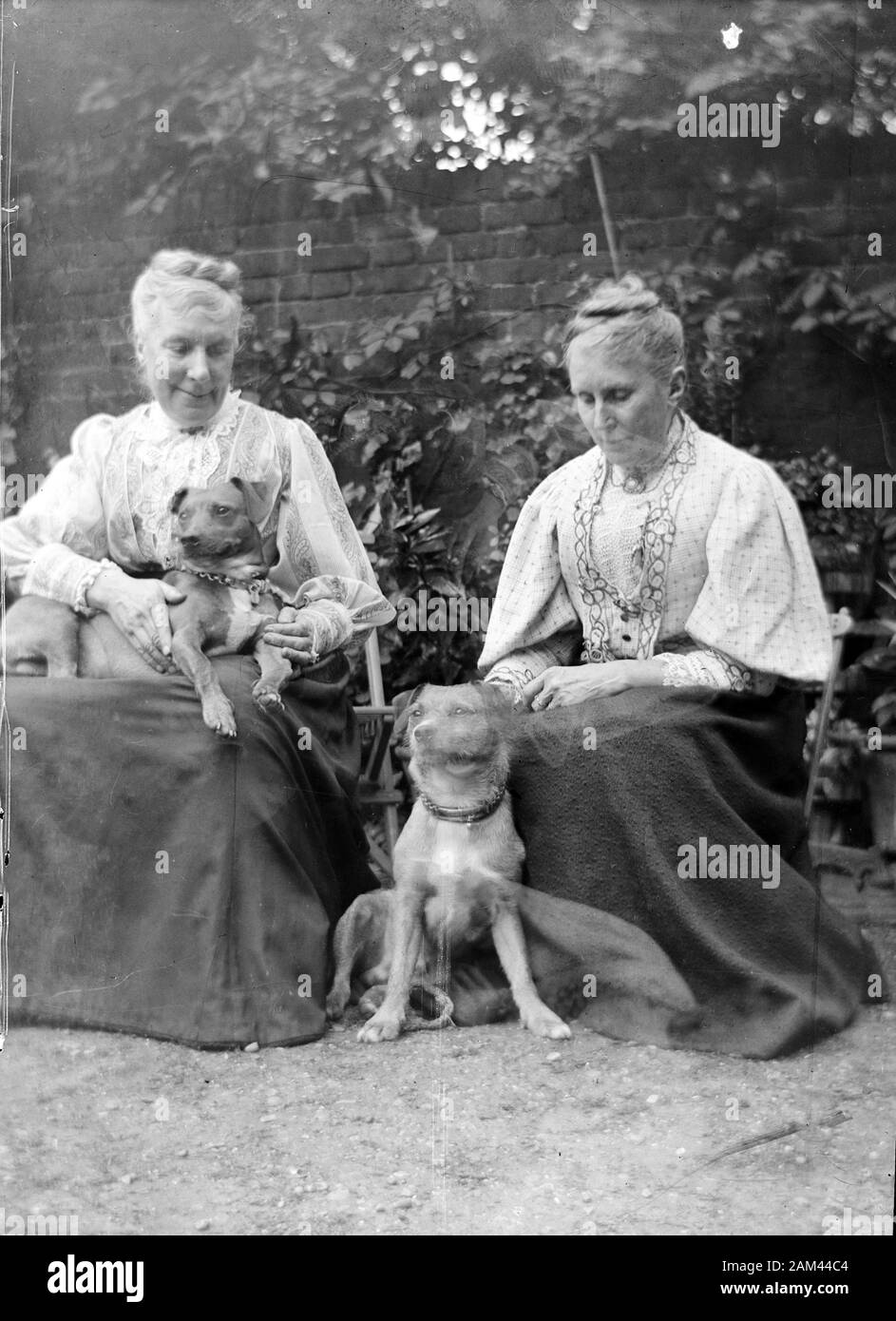Archive photographie de l'époque édouardienne de deux dames avec des chiens d'animal de compagnie. Scanné directement à partir de la plaque négative en verre. Vers 1910 Banque D'Images