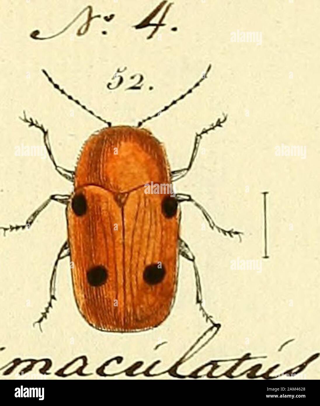 Entomologie, ou, Histoire naturelle des insectes : avec leurs caractères génériques et spécifiques, leur description, leur synonymie, et leur enluminée . - :^,rz.^^^. .^-^. Banque D'Images