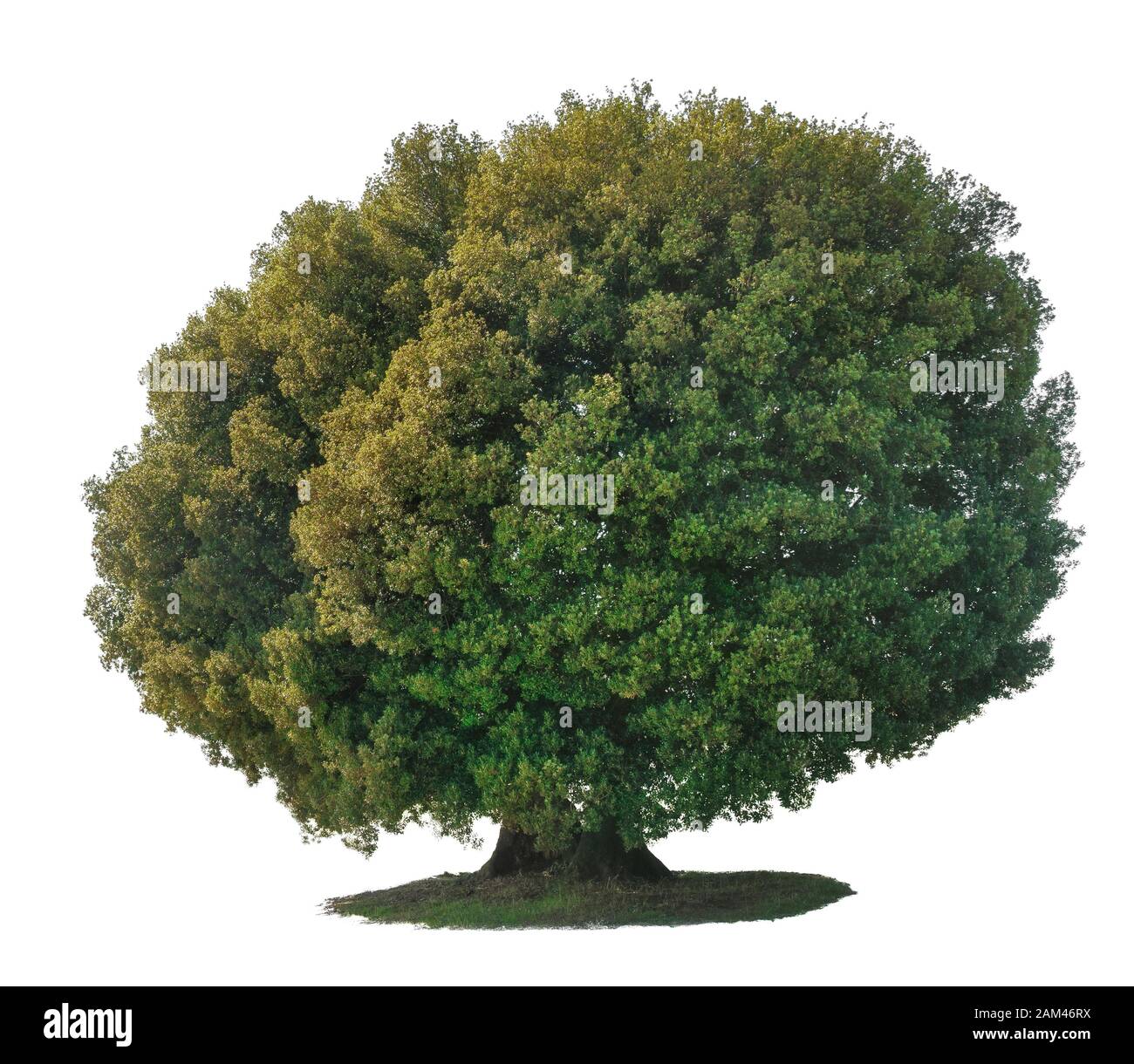 Chêne Vert ou Holly Oak Tree de Chianti Toscane Italie isolé sur fond blanc. Banque D'Images