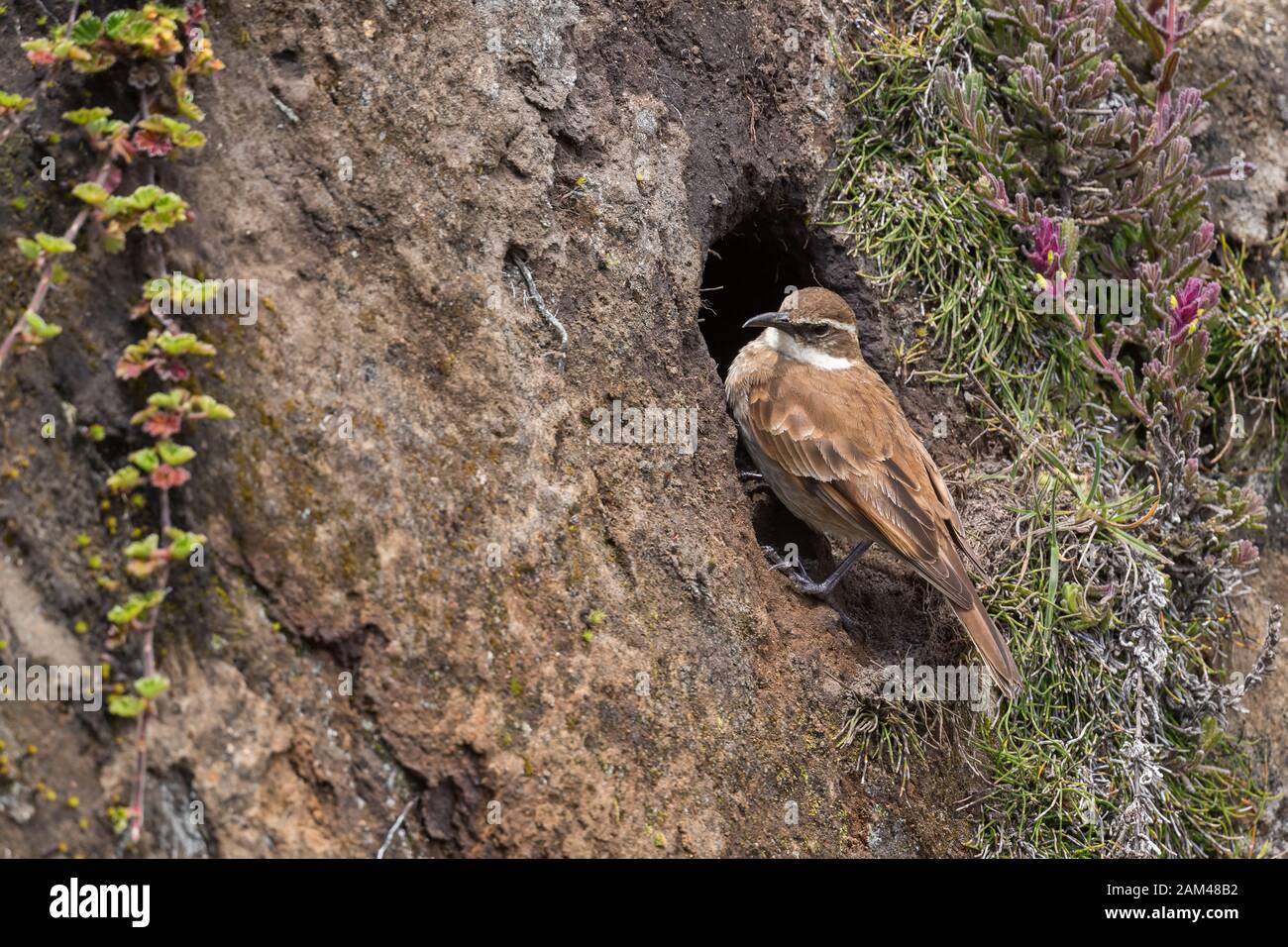 Cinclodes à ailes de châtaigniers - Cinclodes albidiventris, rare oiseau de haute altitude des Andes, Antisana, Équateur. Banque D'Images