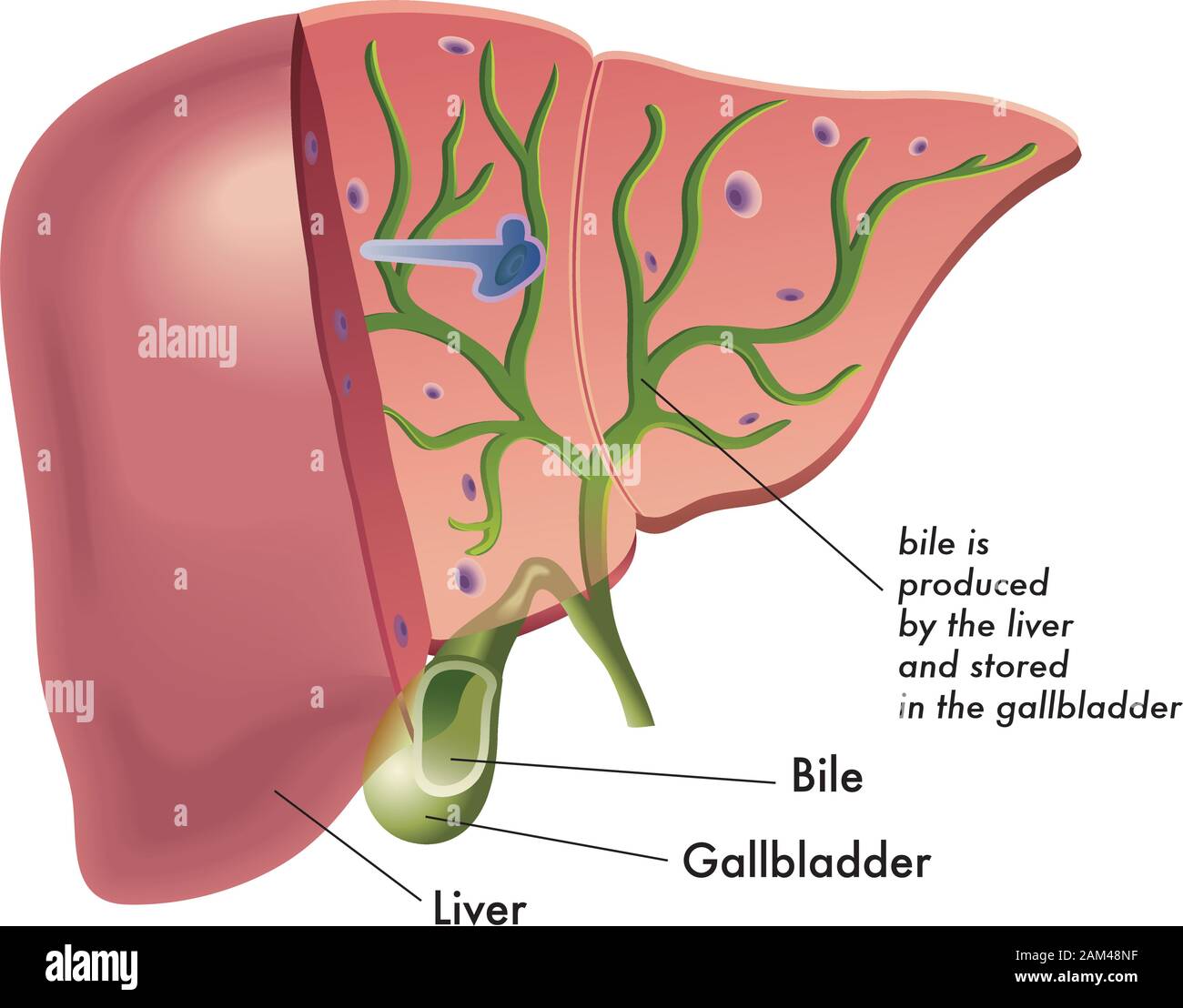 Illustration médicale que représente la production de la bile du foie. Illustration de Vecteur