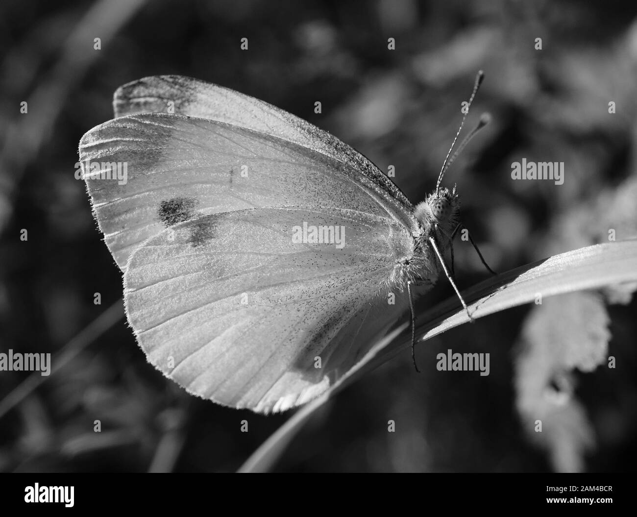 Photo d'un beau papillon dans la nature. Paysage de fleurs. Banque D'Images