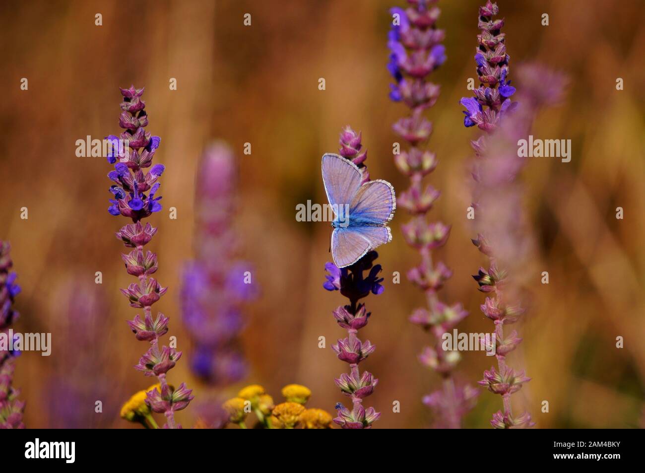 Photo d'un beau papillon dans la nature. Paysage de fleurs. Banque D'Images