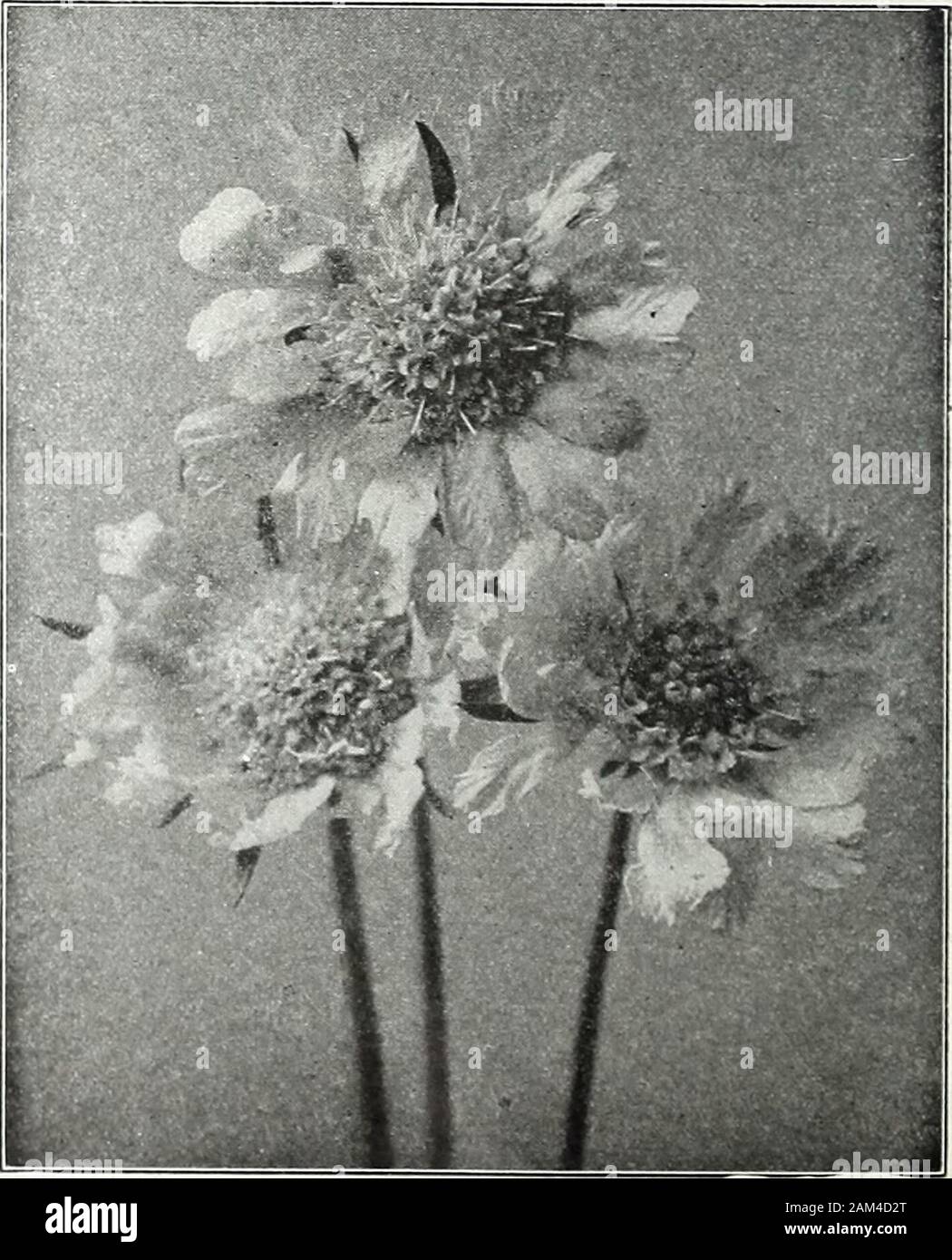 Farquhar's garden : annuel 1922 . ome épis de fleurs éperonnées de couleur rose. . ... ... ... ... ... .... 157725 SILENE orientalis. Une croissance robuste plante robuste de ramification fine, chaque succursale carrjdng grands chefs globulaire, fleurs roses parfumées doucement. 3 ft. ...  ; Oz., .25 ; . 107726 Schafta. Rose vif. 4 à 6 à 15 PILE 7735 YS lanata. {LambsEars.) plante largement cultivée pour ses feuilles laineux gris-blanc. 2 ft. ... ... .10 7740 STATICE incana. Mixte nain. Une charmante variété de lavande de mer. Estimé pour les bouquets. I5 ft... ... .10 7742 Gmelini. Grandes panicules de fleurs bleu-violet Banque D'Images