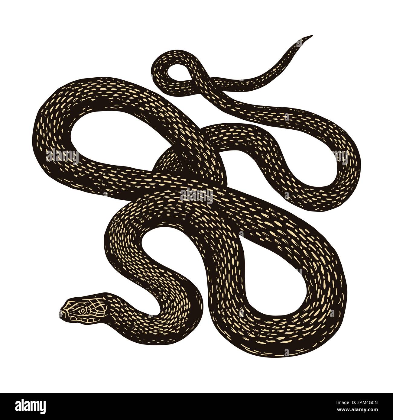 En Python Vintage style sur un fond noir. Serpent venimeux serpent ou viper. Gravé à la main vieux croquis de reptiles pour tatouage, autocollant ou logo ou Illustration de Vecteur