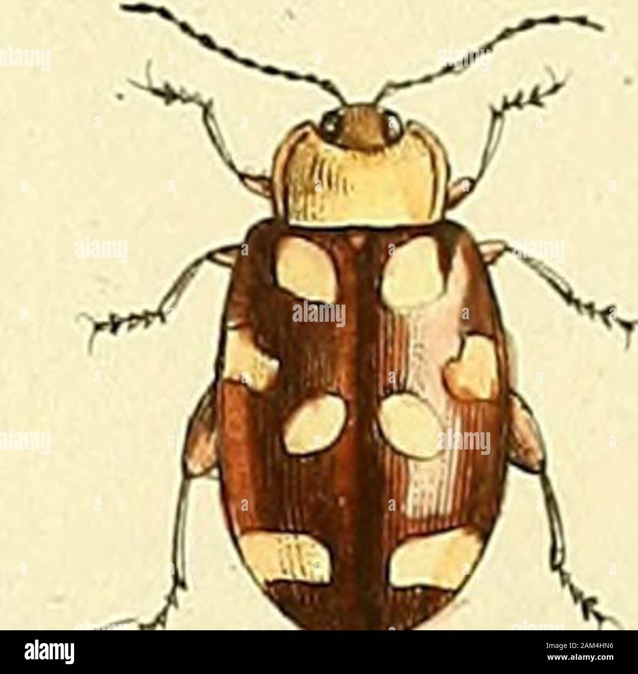 Entomologie, ou, Histoire naturelle des insectes : avec leurs caractères génériques et spécifiques, leur description, leur synonymie, et leur enluminée . 2Ù iV. ^^ ^l2 Z&gt ;^^^C : 7Z,^^ /. ^/^ Banque D'Images