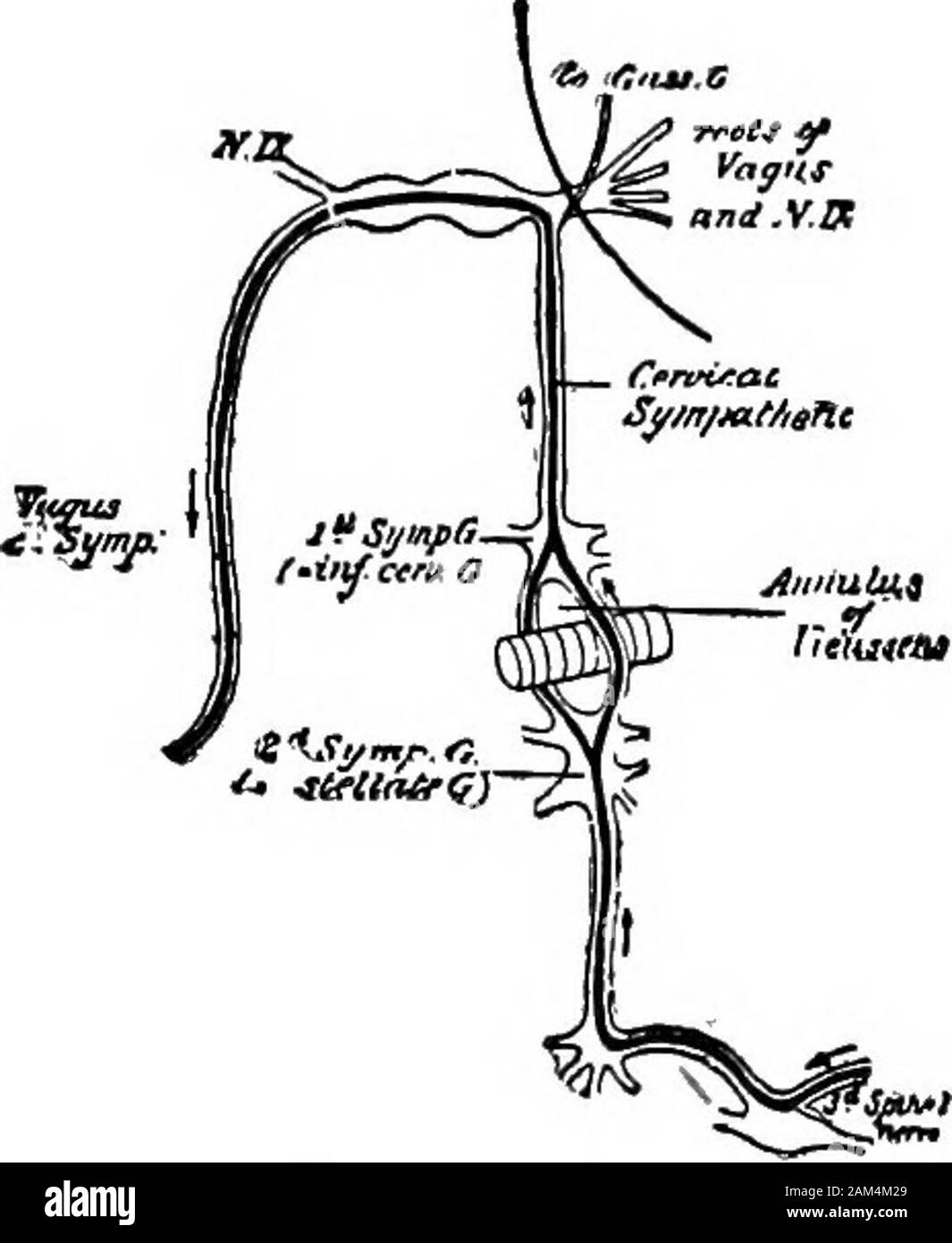 Exercices élémentaires en physiologie . ape de theinfluence du stimulus et willrecommence de battre. Remarque Si theauricles semblent être plus inhibitedthan le ventricule. Il y a souvent une différence dans les deux effectbetween vagi. Onevagus parfois n'est pas anyinhibitory possèdent des fibres, dans ce cas, theopposite est habituellement trouvé vagus espec-ially actif. Il est en général foundthat l'effet n'est pas identique sur les deux côtés, l'un étant généralement morepowerful que les autres.L'arrestation, ou période d'inhibition, est manifeste dans la courbe par l'enregistrement du levier qu'une ligne droite. Si la laryn Banque D'Images