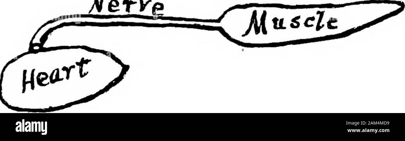 Exercices élémentaires en physiologie . iiirectiOTts boih. Fig. 24.-n, nerf ; ra, muscle. Stimuler le muscle gauche directement par l'application de l'électrode^ toit et notez tout effet sur la droite du muscle. Ligaturer le nerf sciatique gauche entre les électrodes et le rightnerve ; stimuler à nouveau. Le muscle ne sont pas contractuelles. En cas theformer, par conséquent, la contraction n'était pas due à une fuite de courant stimulant.. Fig. SecojMiary eontraetion 25.-du coeur. 306. Secondaet la contraction de la chaleur. Theheart Accise ; jeter le nerf d'une nouvelle préparation nerf-muscle sur ce schéma asper fig. Banque D'Images
