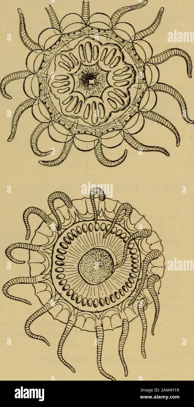 Medusae du monde . il mur de la sous-ombrelle ectodermique. Northof les Hébrides, en Écosse. Elle se distingue par ses très nombreux, thread tentacules.La Valdivia trouve 24 spécimens de cette méduse le 8 août et 9, 1898. Cette formmay s'avèrent identiques à Solmaris corona. PEGANTHA NARCOMEDUS^E. Genre 439 PEGANTHA Haeckel, 1879, sens, emend.  + Polxxenia Pewia Pepantha Solmoneta + +, Haeckfl, 1879, Syst. der Medusen, pp. 331, 353- Mk Eh£", .88., rapport C1AF Expédition, Zool, tome 4, P- 36--Maa", ,893, Ergeb. dcr, Exped de plancton,.nn,g Bd. ^K.c/p. 47.-B.GELOW, ,904, Bull. Musée. Comp. Z Banque D'Images