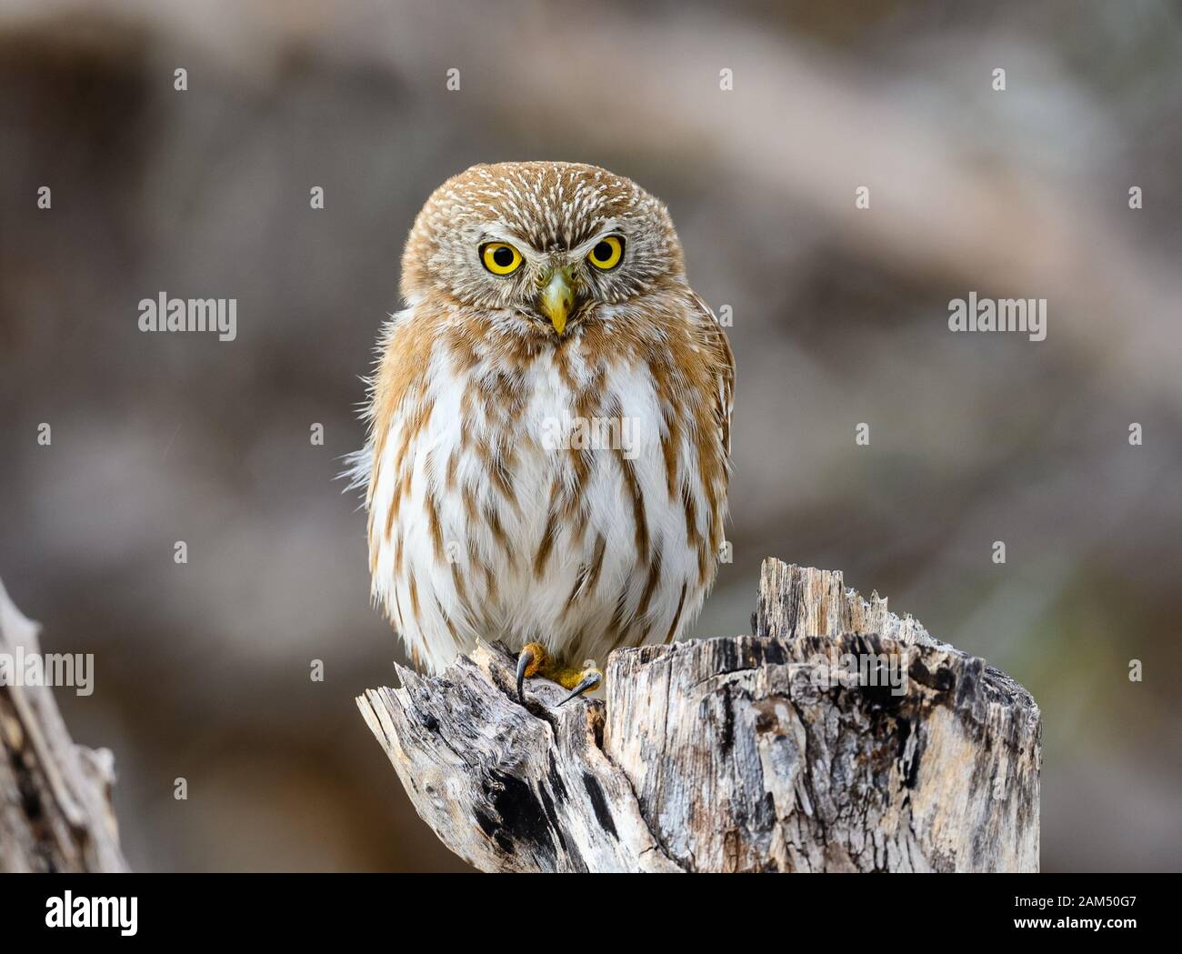 Un Pygmy-Owl ferrugineux (Glaucidium brasilianum) posté sur une souche d'arbre. Quixadá, Ceara, Brésil. Banque D'Images