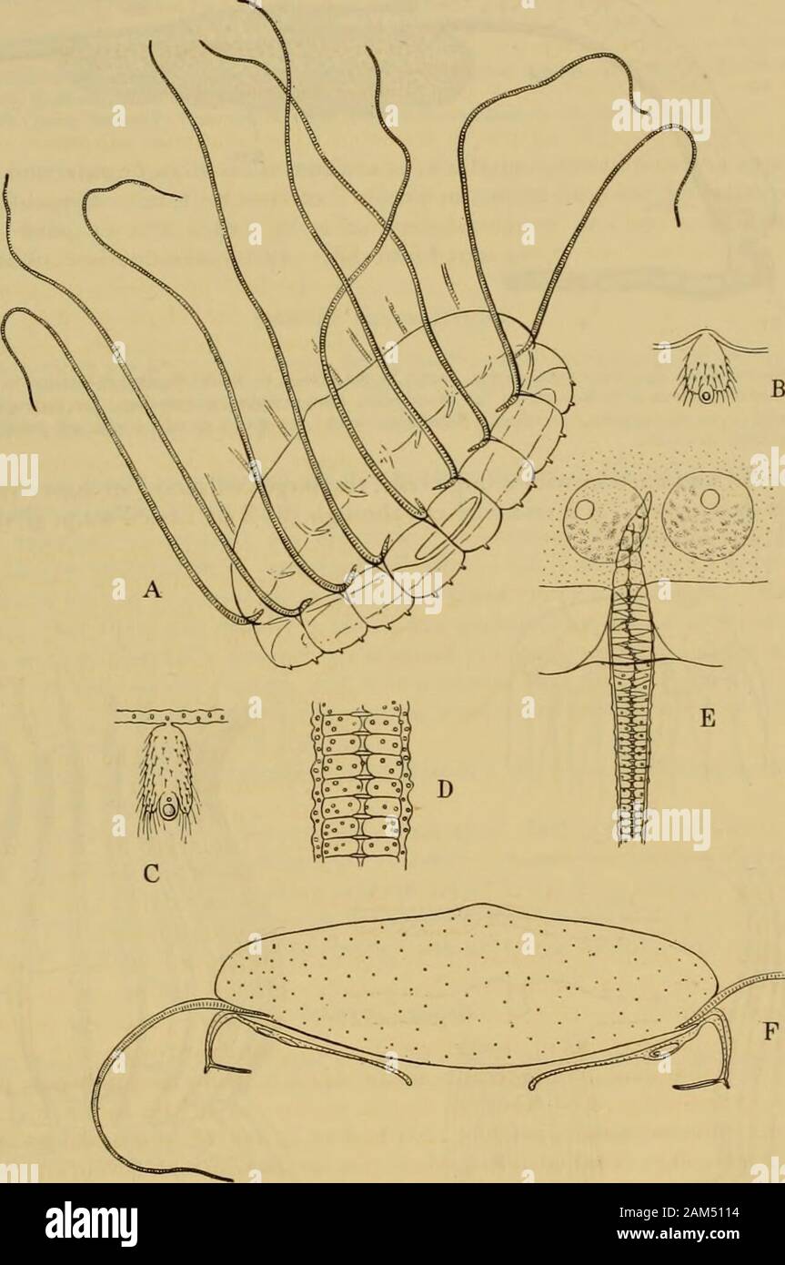 Medusae du monde . Fig. 284.-Solmaris Mgineta (flavescens flavescens), afterGegenbaur, dans Zeit wissen fourrure.. Zool., Bd. 8. SOLMARIS NARCOMEDTJS.E-. 435 et le même temps, donnant lieu à un stade 16 cellules. En tout cas, les cellules de la partie supérieure (animaux)pole généralement diviser de façon à devenir plus petites que celles de la chambre basse. La cavité de segmentation n'isformed ; mais les cellules superficielles diviser l'une après l'autre et leurs moitiés-intérieur migrateinward pour former une masse de cellules qui donnent lieu à l'entoderm. Le becomesoval planula dans contour. L'gallert forme un cap-comme masse de substance gélatineuse être Banque D'Images