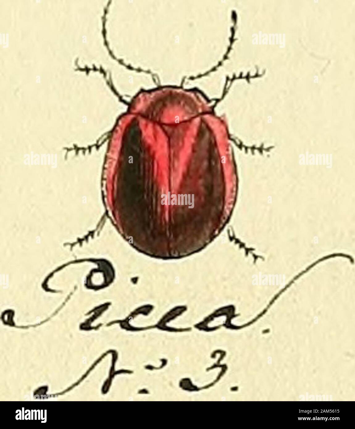 Entomologie, ou, Histoire naturelle des insectes : avec leurs caractères génériques et spécifiques, leur description, leur synonymie, et leur enluminée . Banque D'Images