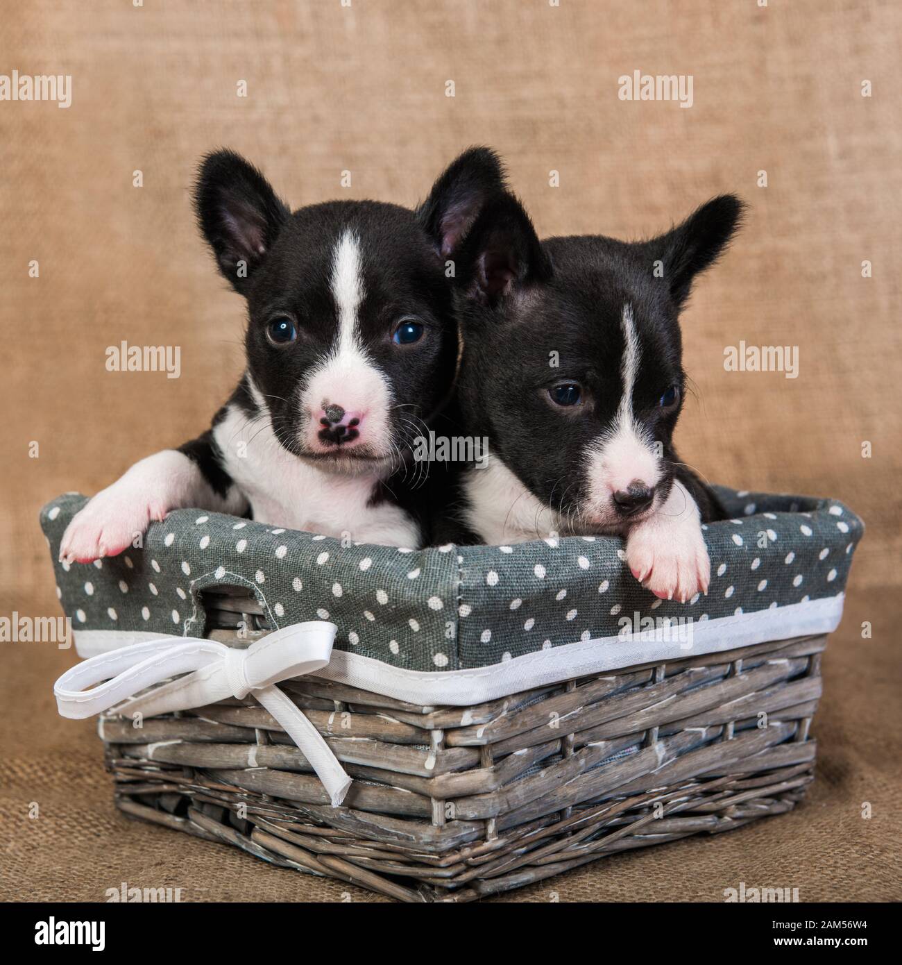 Deux Petits Bebes Chiens Chiots Basenji S Embrassent Photo Stock Alamy