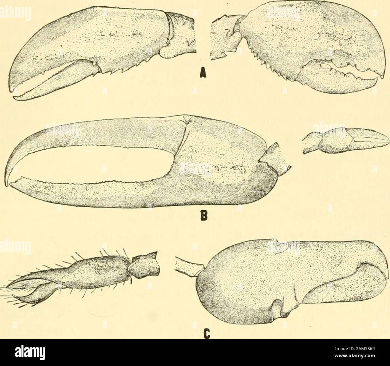 L'évolution et de l'adaptation . être soumis aux mêmes influences externes dans toutes les direc-tions. Beaucoup de fleurs, d'autre part, sont bilaterallysymmetrical. Certaines de ces formes sont d'une telle sorte de manièreà sont généralement interprétées comme ayant été acquis inconnection avec les visites d'insectes. Quoi qu'il en soit,on ne sait toujours pas pourquoi, si les fleurs sont terminal, insectsshould approche pas de manière égale dans toutes les directions. Si les fleurs ne sont pas terminal, comme, en fait, beaucoup d'entre eux, leur arcnot rapport à l'environnement est bilatéral avec re-spect sur interne ainsi qu'aux conditions extérieures Banque D'Images