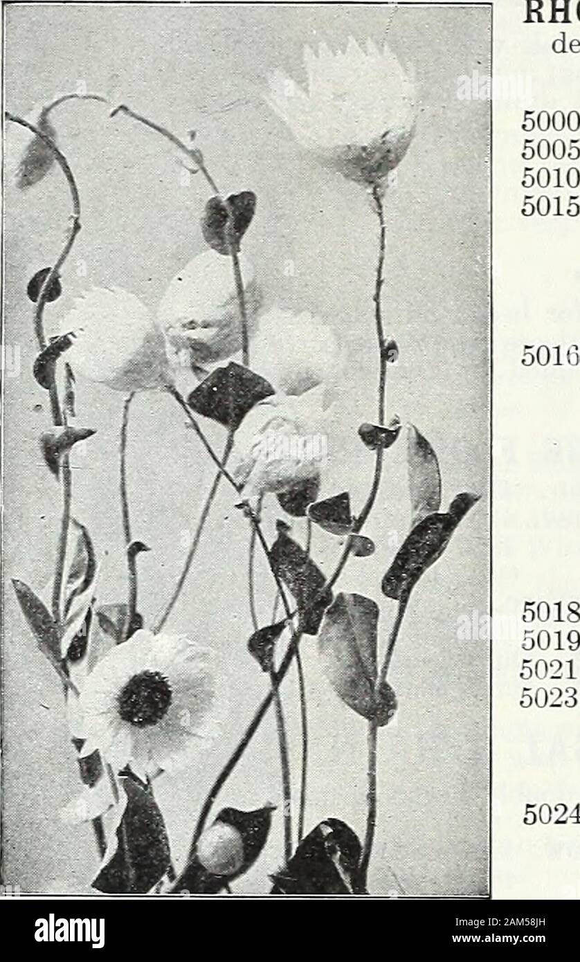 Farquhar's garden : annuel 1922 . arden, non seulement pour l'égayer. L'été, mais que les fleurs coupées pour la décoration d'hiver, utiliser les fleurs doivent être coupées avant qu'ils sont en pleine expansion et suspendu, avec la tête vers le bas, dans une salle aérée pour sécher. Pour les annuelles d'hiver d'une grande 1ft. Pkt. ioz., .25, .10 lOZ., .25, .10 ACROCLINIUM. Showj^ valeur comme les fleurs coupées.W50.4955 Blanc Double Chambre Double Rose. 4960 AMMOBIUM alatum. Splen-n'whiteflowers avec de petites annuelles. 2 ft. . J'oz., .25 ; GLOBE AMARANTE. {Gomphrena.)souhaitable d'annuelles adaptées pour orlarge en bordures d'appoint. 1 ft. Violet 4965 OZ 4970 Orange. 4972 rosea. 4975 Whi Banque D'Images
