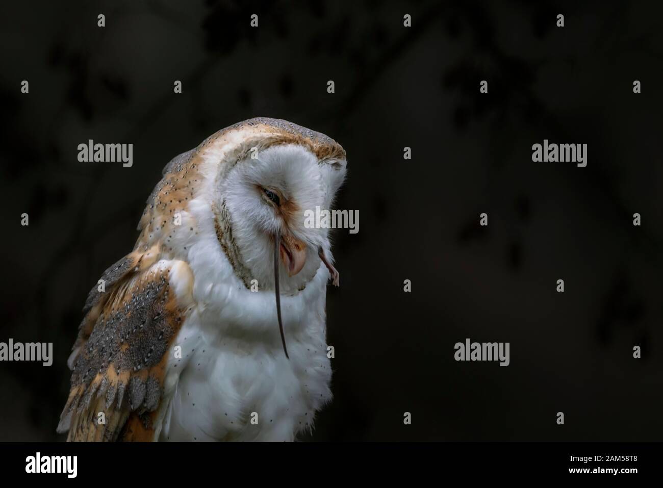 Portrait of a cute et belle Effraie des clochers (Tyto alba) manger une souris (proies) au crépuscule. arrière-plan sombre. Noord Brabant aux Pays-Bas. Banque D'Images