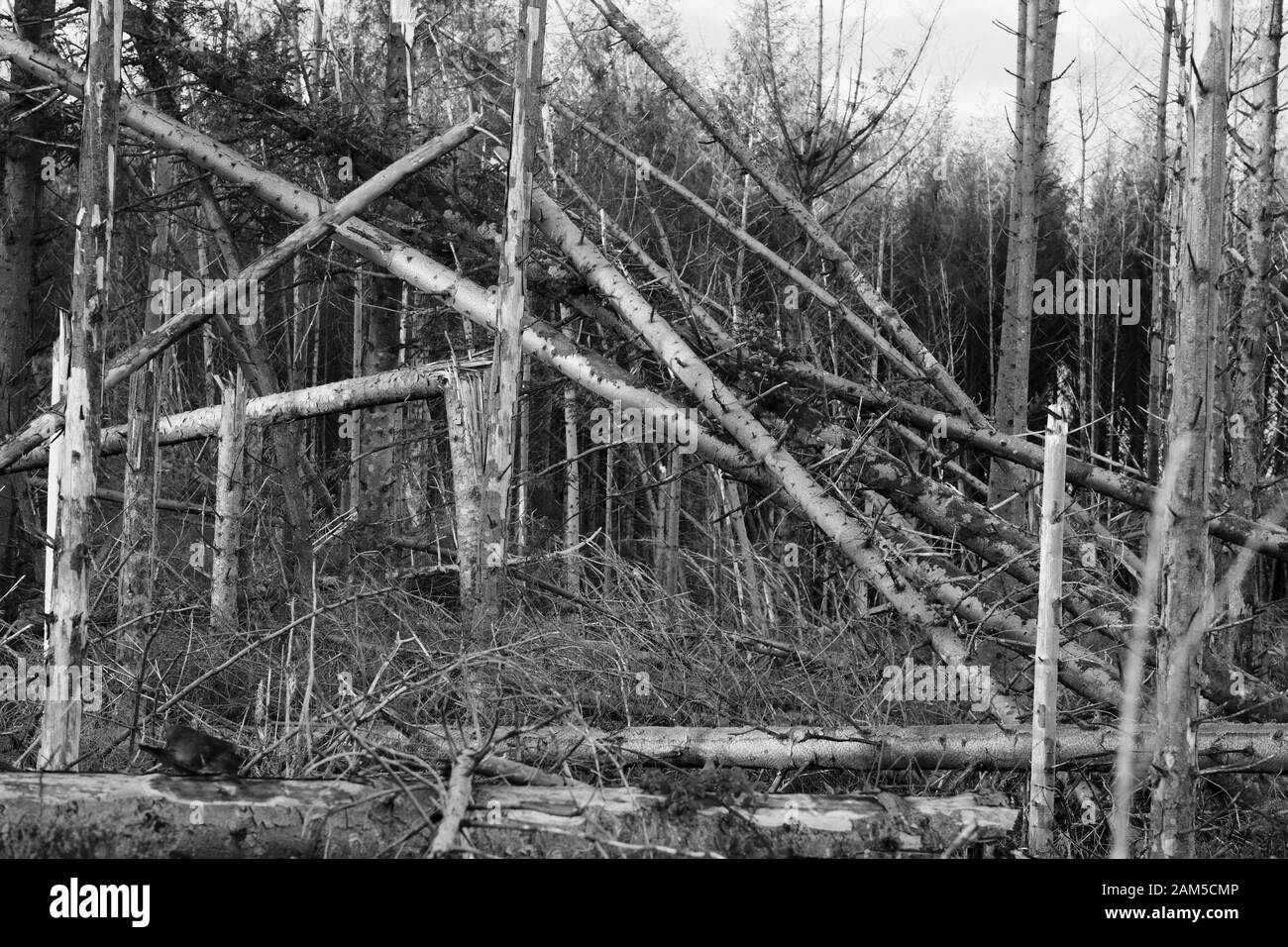 Bois endommagé par l'exposition au vent Banque D'Images