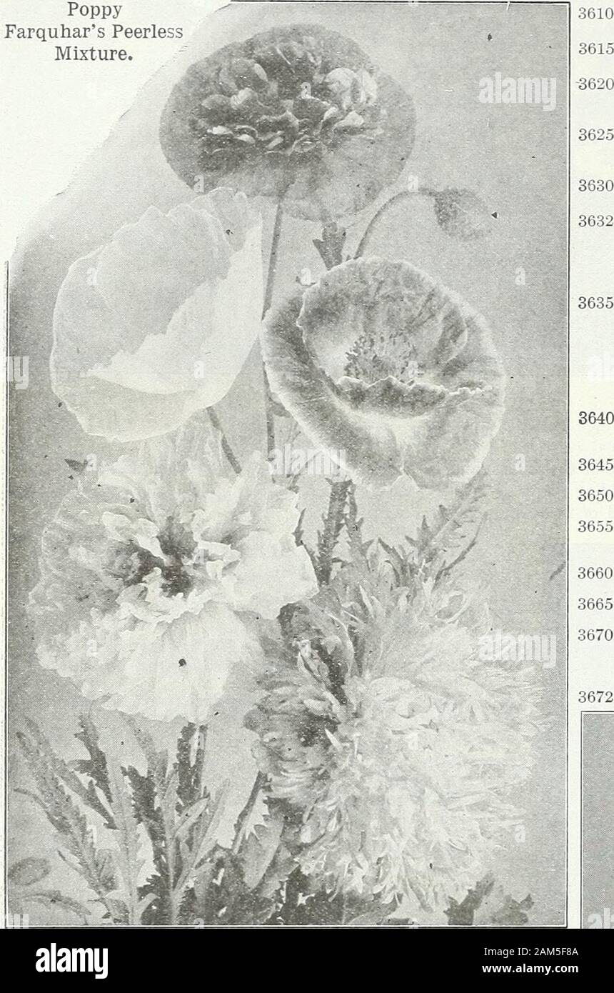 Farquhar's garden : annuel 1922 . , .SS.OO ; 1,00 ; 0,15 variétés naines. 8 pouces. 3510 rose. 3515 écarlate. 3520 blanc pur. 3525 mixte. Chacune des couleurs ci-dessus et mixtes | oz., 1,00 $ ; . 153540 PHYSALIS Franchetti. (L'hiver japonais Cerisier.)Une grande variété de plantes ornementales et de la tomate fraise ou coqueret glabre. Le fruit est gros, de couleur rouge profond, comestibles, et enfermés dans des spathes en forme de ballon d'brilUant orange-rouge. Un Hardy-nuelle. 2 ft 15 Farquhars Phlox Drummondi à grande fleur. Lilium regale. {Myriophyllum.) La Reg-al de Lily. Reconnu pour être la plus belle Lily en culture. (Fordescription, Banque D'Images