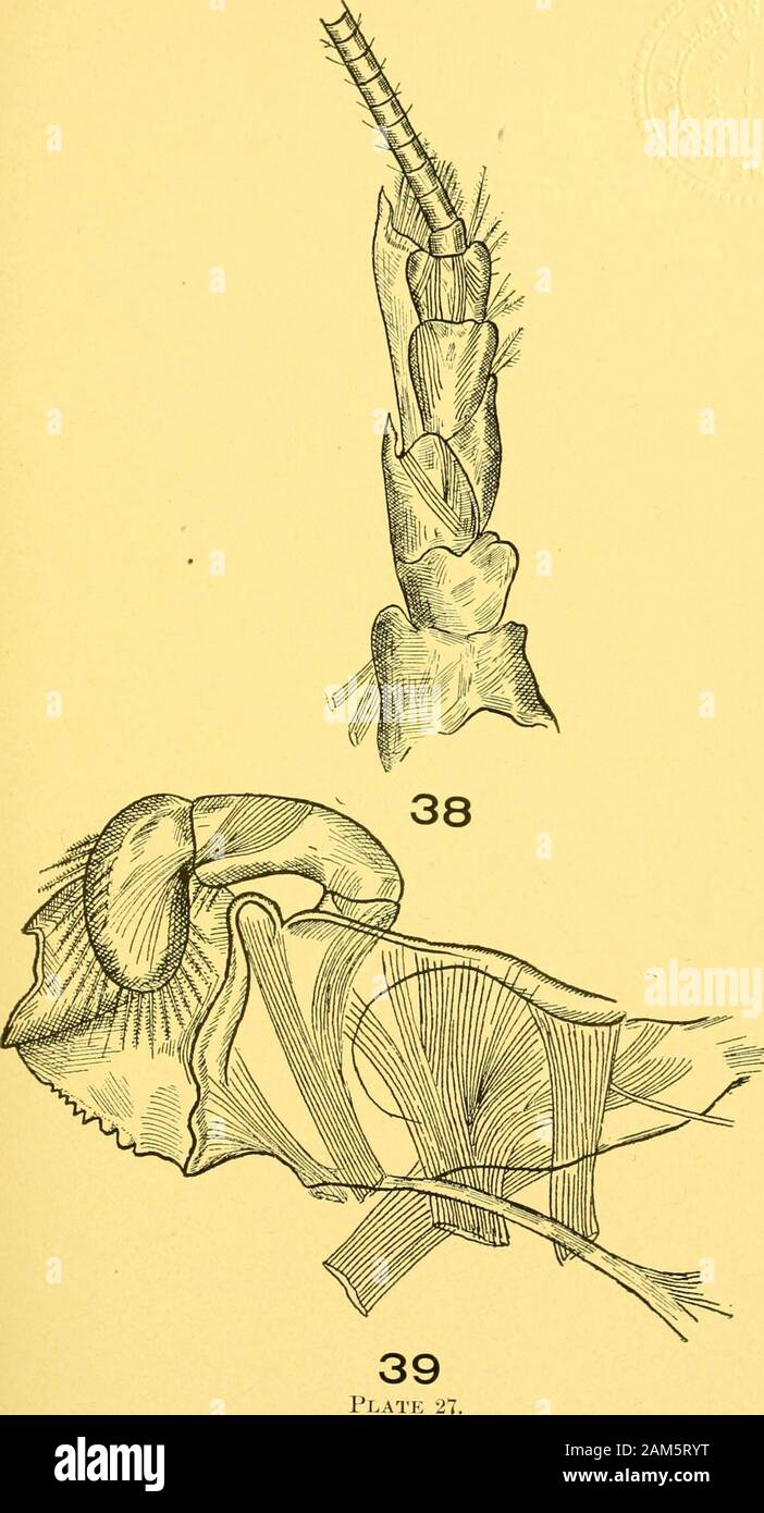 Rapport annuel de la Commission des pêches continentales pour l'Assemblée générale . 37 36 26 Plaque. 27 de la plaque. Fourth-Stage le homard. Figure 38, deuxième à partir de la droite de l'antenne ci-dessous, M =18. Voir description offigure 37. Le eiidopodite est représenté coupé. Figure 39. Mandibule droite vu de l'intérieur et au-dessus, M 65. Thepalpus a développé depuis la troisième étape, et la partie crantée de themandible est devenue difficile par l'absorption de sels de chaux à partir de l'eau.Il en va de même d'autres parties de l'exosquelette.. 28 de la plaque. Fourth-Stage le homard. La figure 40. Premier droit de maxillaire out Banque D'Images