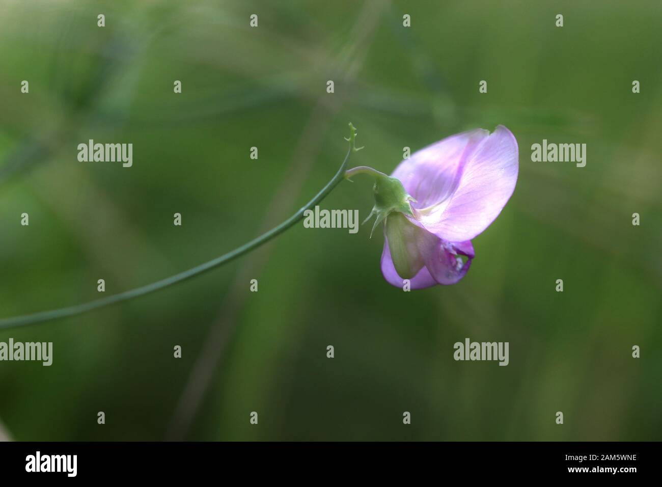 Vue arrière, une orchidée sauvage du sud de la France semble s'incliner devant le fond vert Banque D'Images