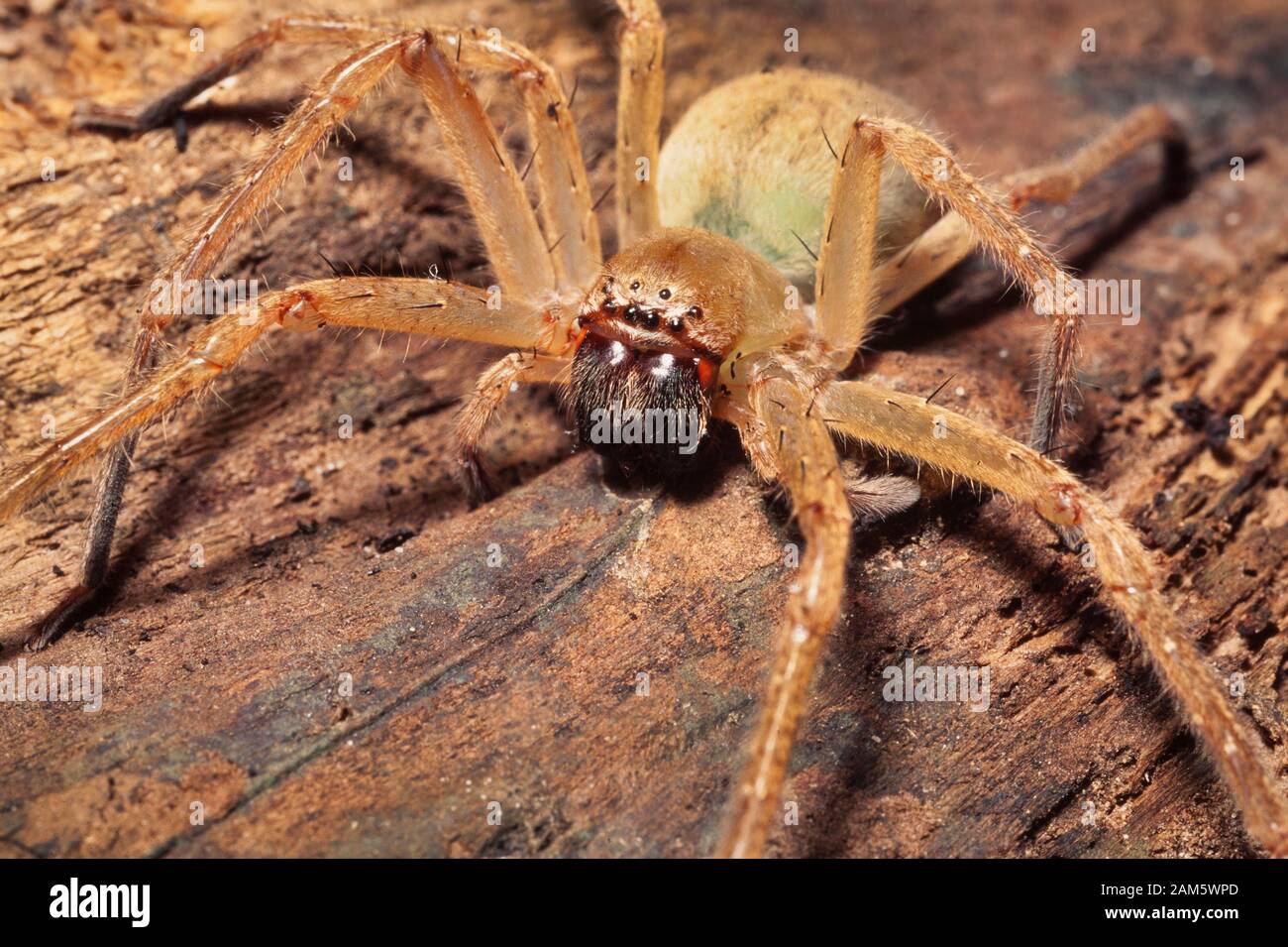 Un crabe araignée, araignée Huntsman. Politique au Moyen-Orient Banque D'Images