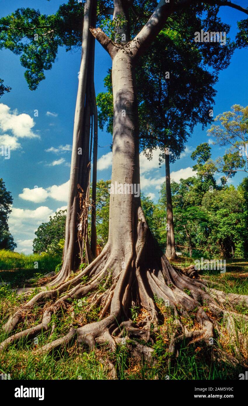 Arbre de forêt tropicale, racines de soutien bien formées, Malaisie Banque D'Images