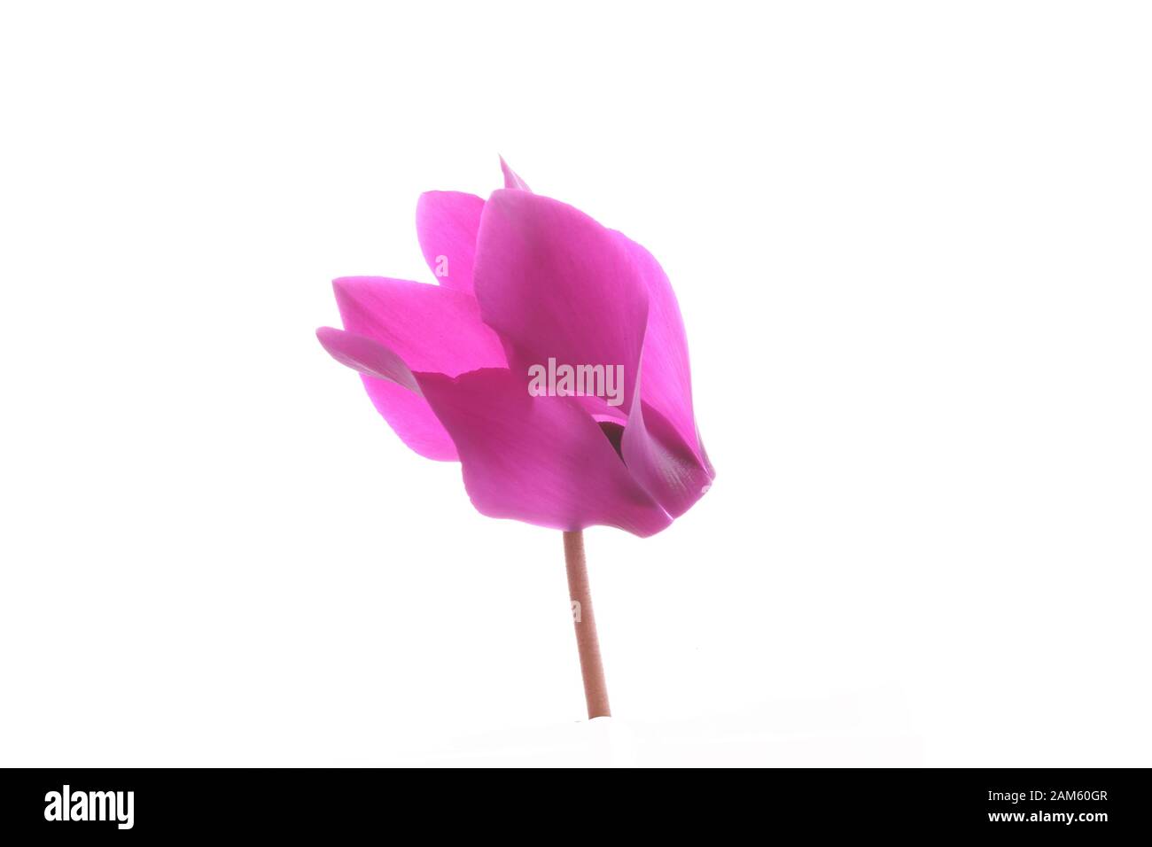 Tête de fleur unique d'une fleur de cyclamen rose ouverte Banque D'Images