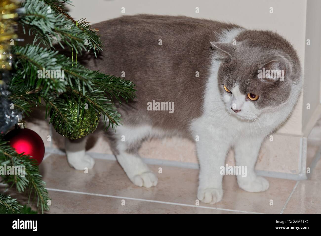 Chat gris mignon regardant les boules d'arbre de Noël Banque D'Images
