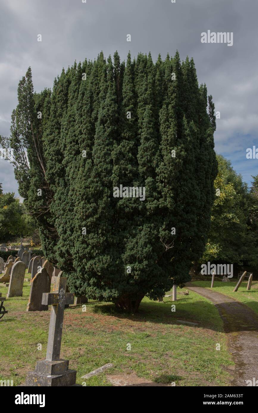Le Foliage Evergreen d'un Juif commun, européen ou anglais (Taxus bacata) en Rural, Angleterre, Royaume-Uni Banque D'Images