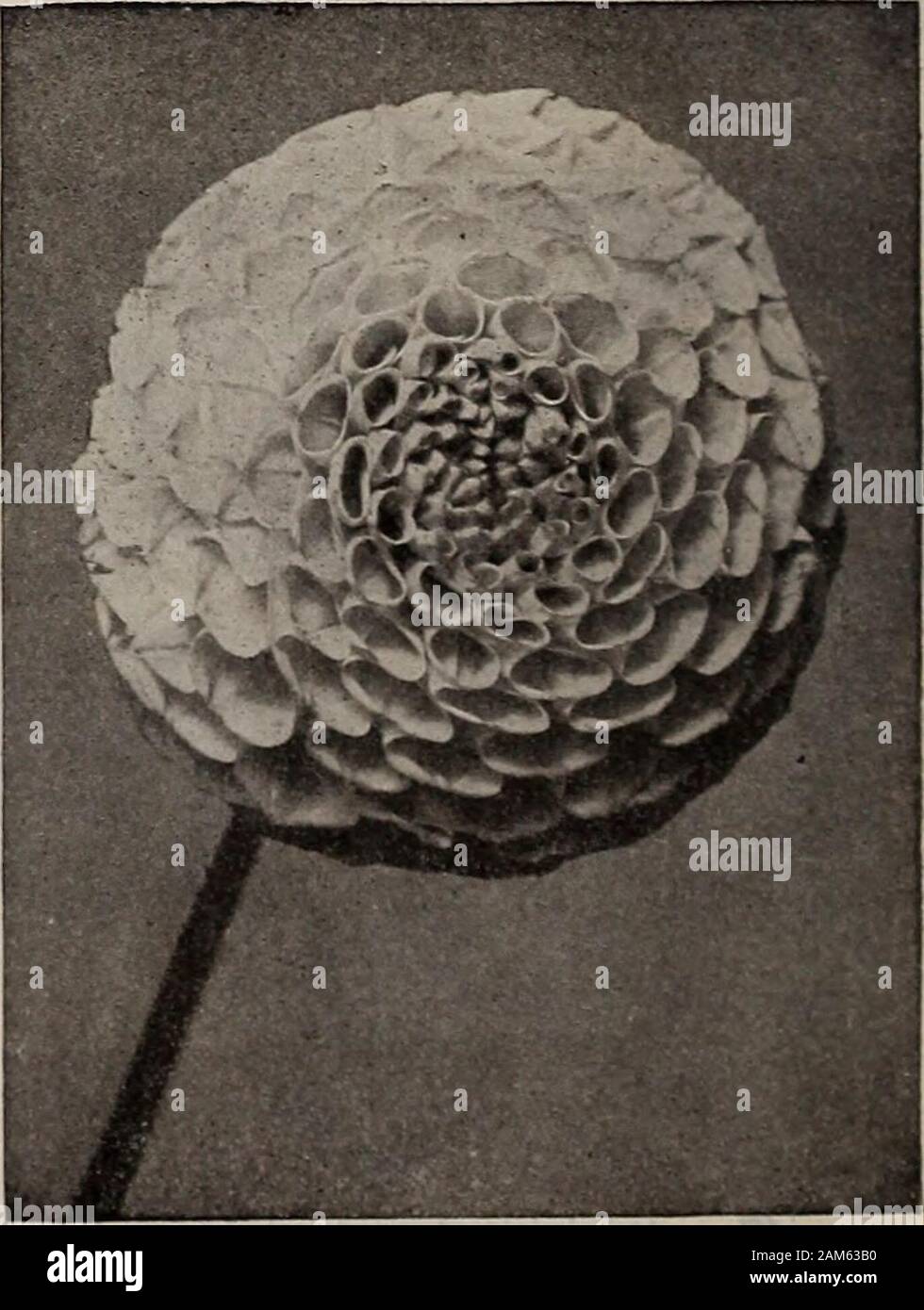 W.WRawson Coseedsmen WRawson / W.& & Co. . Le meilleur de sa couleur. Un bloomer profuse verv.GILT EDGE. Chat blanc pur, l'or profond. HOXEST JOHXT. Violet brillant-marron, souvent richement l'ombre : mot-tulé avec profondeur, pétales noir velouté.LOTTIE ECKFORD. L'un des plus beaux et les plus frappants varie-étroits de cette classe. Les fleurs sont grandes et en parfaite forme. Une couleur purewhite repéré et rayé de rose et crimson.LE MODÈLE DE PERFECTION. Rose lavande fine ; un très pro-fusible bloomer ; fleurs à tige longue.MME. STAXCOMBE. Une étrange et agréable fantaisie dahlia. La paille, imprégnée d'ambre, rouge à rayures ; Banque D'Images