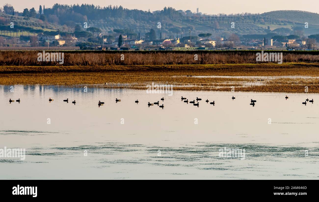 Belle vue panoramique sur le Padoue di Fucecchio dans la province de Florence, Toscane, Italie, avec des groupes de canards Banque D'Images