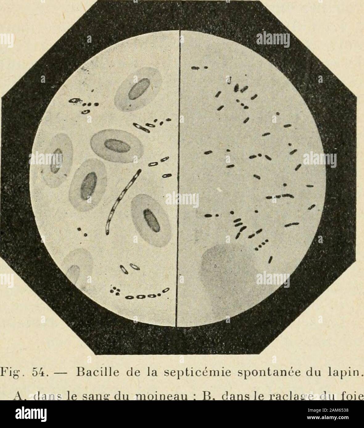 Traité pratique de bactériologie . Sur gélose, laspect est semblable au précédent. Sur pomme de terre,je ne se ferait pas de développement. Le laitnest pas refaçonné. Dans le bouillon, à 37° le trouble apparaît très rapidement en douzeheures ; le liquide séclaircit peu à peu, en laissant déposer un sédimejitblanchâtre. Dans le vide, le trouble ne devient sensible quaprès deuxou trois jours. Le lait devient acide et se coagule. Les cultures donnentla réaction de lindol. Les cultures fraîches sont virulentes pour le lapin, le cobaye, lasouris, la poule, le pigeon et les autres oiseaux. Laissées au Banque D'Images