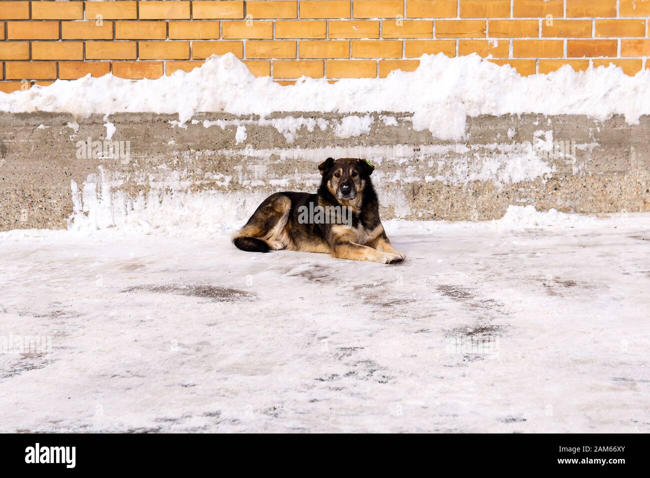 le chien de rue stérilisé avec une étiquette de service vétérinaire sur son oreille se trouve dans la neige contre un mur à l'extérieur Banque D'Images