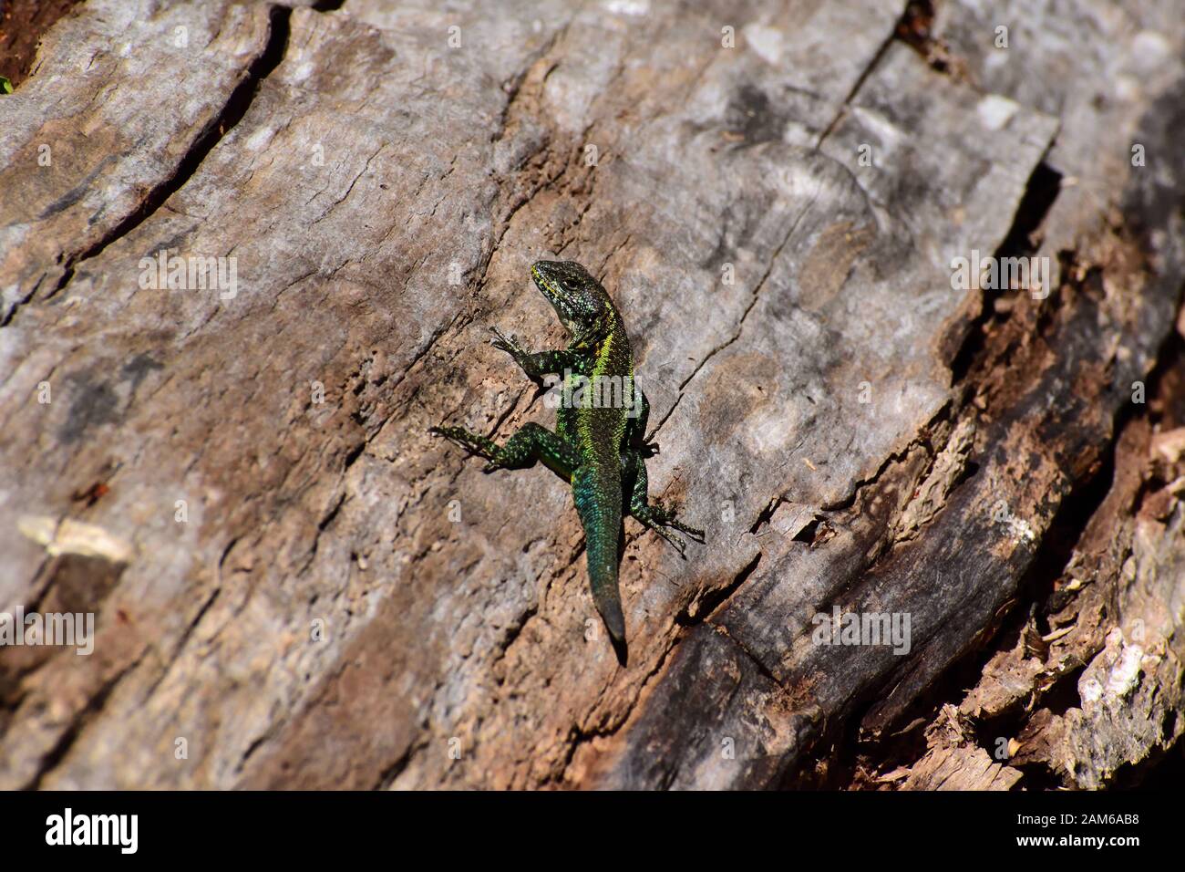 Lézard vert sur bois Banque D'Images