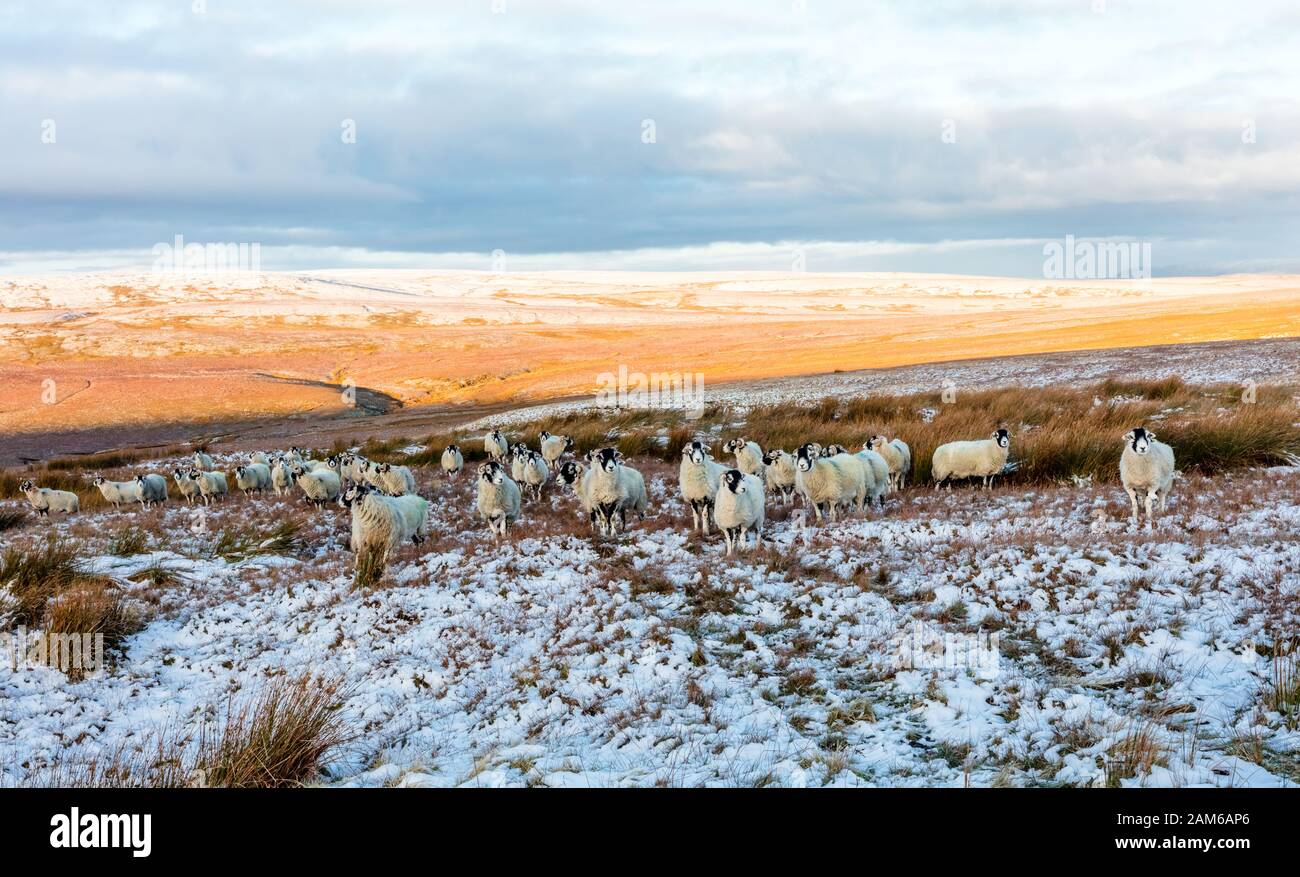 Un troupeau de brebis de Swaledale en hiver sur un terrain de moorland isolé près de Tan Hill inn, Keld, North Yorkshire. Paysage, horizontal.espace pour la copie. Swaledale Banque D'Images