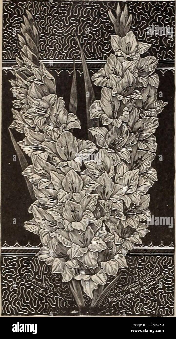 W.WRawson Coseedsmen WRawson / W.& & Co . Musa ensete. Usine de musc. Nicotiana. Nierembergia. Oxalis. Pétunia. Phaseolus. Primula chinensis. La Salvia. Santoline. Des plantes sensibles. Smilax. Solanum. La stévia. Swainsonia. Thunbergia. Torenia. Vinca rosea. Verveine. Wallflower. HARDY biennales. Ces croître à partir de graines, plus d'hiver sans protection, la fleur de l'année prochaine et mourir.a débuté tôt et seront aussi trouvés dans la liste des plantes annuelles rustiques.Adlumia. Campanula médias. L'Erysimum. Ammobium. Dianthus chinensis. L'honnêteté. Anchusa capensis. -Heddewigii. La moitié HARDY et tendre comme ci-dessus, sauf qu'ils ne s Banque D'Images