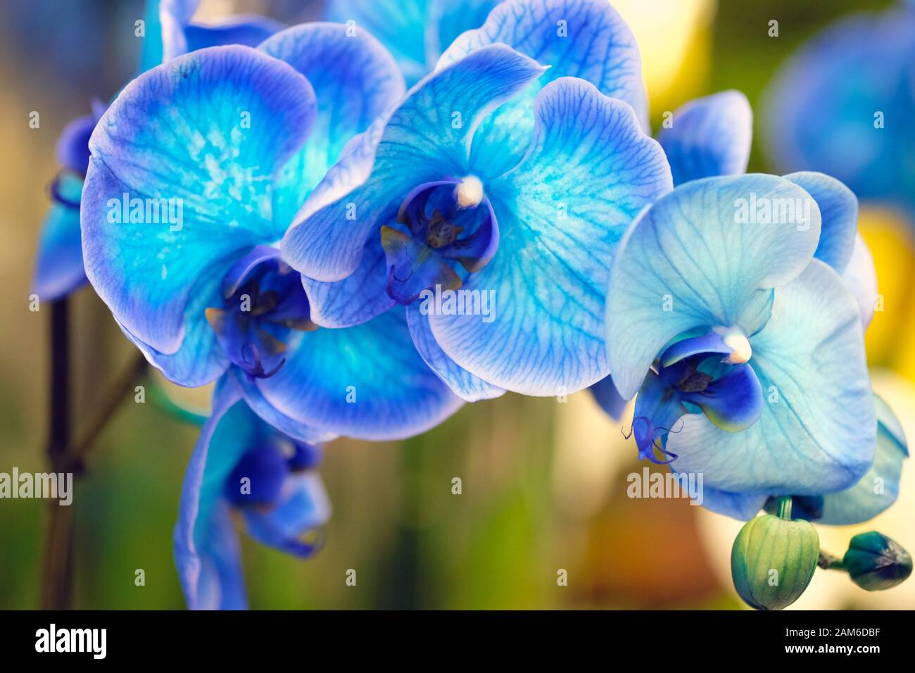 Fleurs bleues à proximité. Orchid Phalaenopsis est un genre de plantes  herbacées fleuries de la famille des Orchidés. Branche florissante de fleur  d'orchidée bleue Photo Stock - Alamy