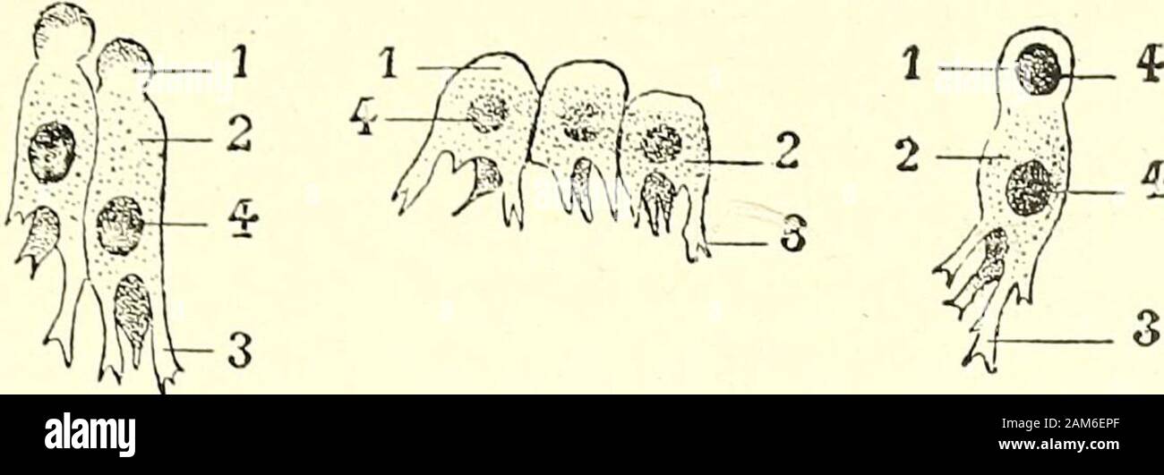 Traité d'anatomie humaine . Coupe transversale du glandesudoripare dune sécréteur du tube de la pulpe du doigt de lhomme(daprès Ranvier). 1, tunique conjonctive. - 2 iiropre, membrane. - 3, 3 fibersmusculaires, avec, leurs dents dinsertion sur la membranepropre.  :- 4, cellules glandulaires. - O, lumière centrale dutube. - 6, goulLelcttcs dégageantdes dune substance homogène se produit. Les ANNEXES DE LA PEAU 305 tions, lesquelles disparaissent, pendant la sécrétion, de la périphérie au centre. d. Tunique. conjonclive - Ainsi constitué dans ses parties essentielles, le tube glomérulaire est entouré, Banque D'Images