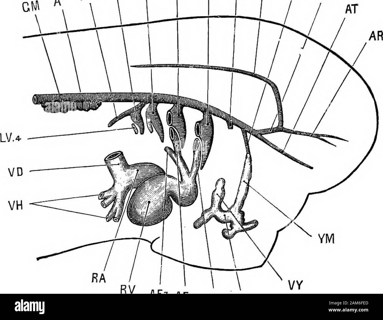 La grenouille : une introduction à l'anatomie, Histologie et Embryologie, . les récipients au commissural carotides entoure le infundi-bulum du cerveau : E Fi, E FS, E F3, F4, E les navires de branchies efférente première, deuxième, troisième et quatrième arcs branchiaux ; EH, efferenthyoidean ; EM navire, navire mandibulaire efférent ; GE, gill externe;GM, glomérule ; KA segmentaires ou archinephric headkidney conduit ; KP, ou pronéphros ; KSi, KS3, premier et troisième nephrostomes ofpronephros ; RT, truncis artériel. l'aorte dorsale dans le toit du phar3Tix. La nageoire dorsale aortseof les deux parties courir vers l'avant a Banque D'Images