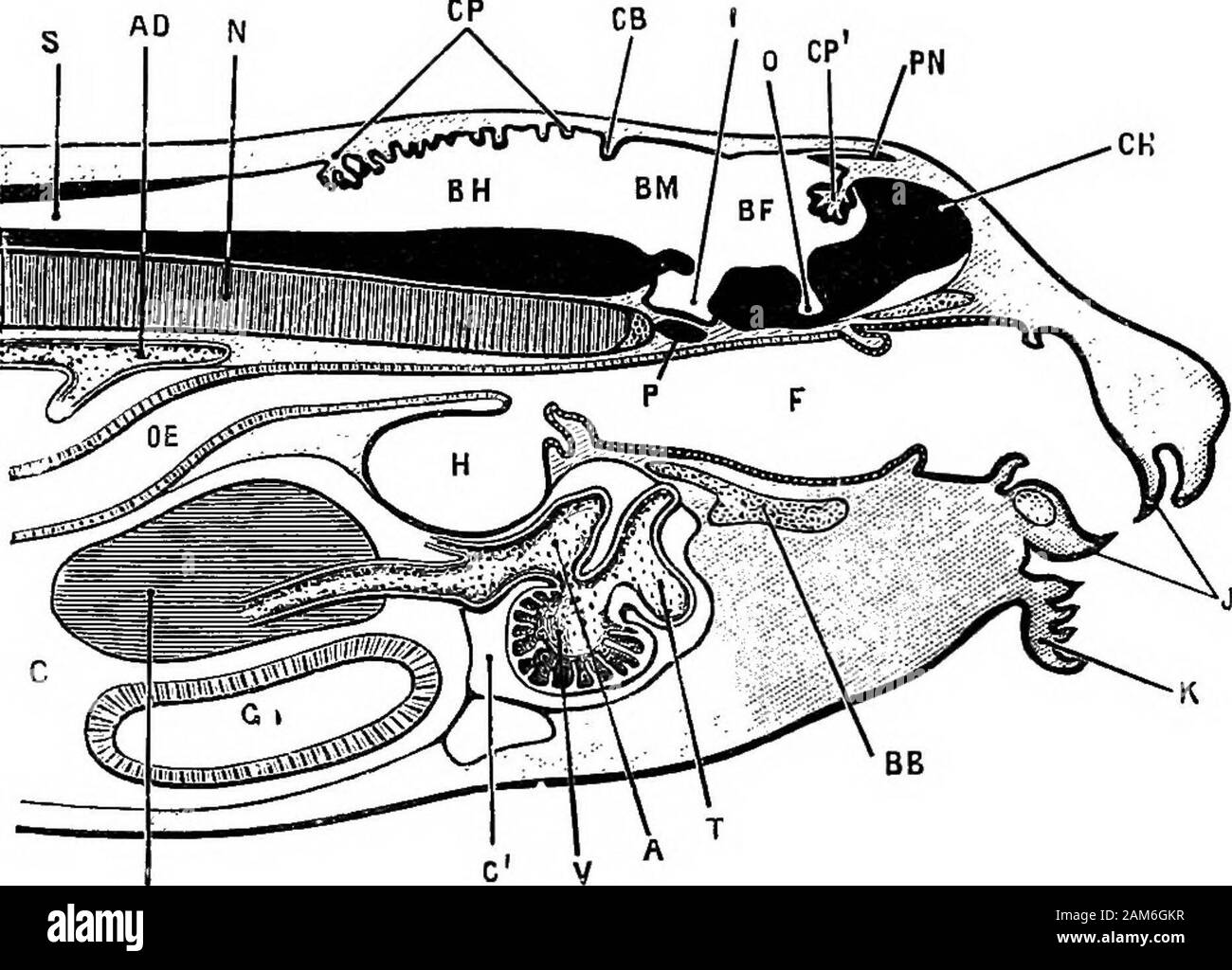 La grenouille : une introduction à l'anatomie, Histologie et Embryologie, . -Cerveau;C, cavité péricardique ; annonce de la vésicule, les hémisphères cérébraux ; JE, infundi-bulum ; foie ; L, N, notochorde ; o, la dépression de l'étage de pré-brainfrom où les vésicules optiques surviennent ; OE, de l'œsophage ; P, pituitarybody ; PN, corps pinéal ; S, canal central de la moelle épinière : Alors, stomo-dseum ; T, tronc artériel ; V, ventricule ; Y, jaune-cellules. moelle épinière. La lumière de la cavité ou le tube persiste comme le canal central de la moelle épinière et les ventricules du cerveau. Le cerveau. Au moment de sa première comparution, le cerveau est tordu Banque D'Images